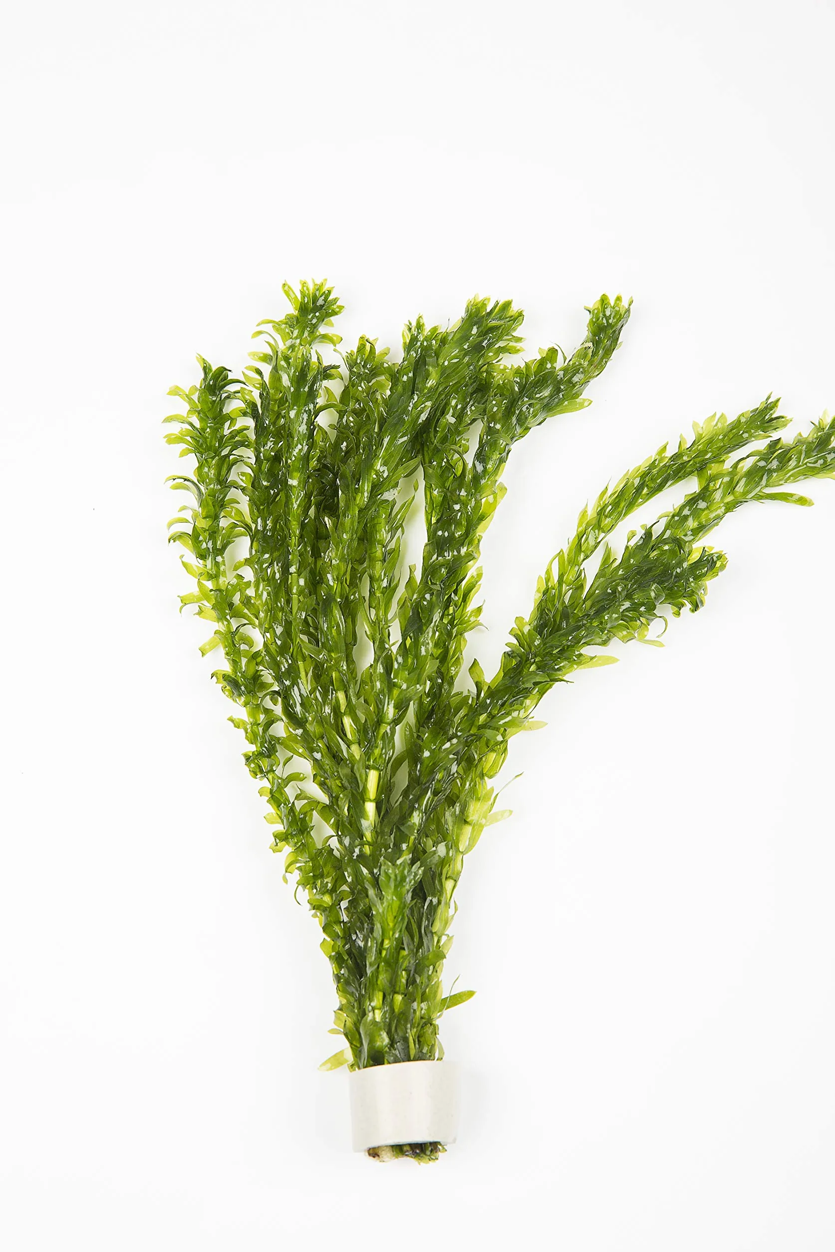 Lot de 10 tiges Élodée dense plante oxygénante pour bassin aquarium