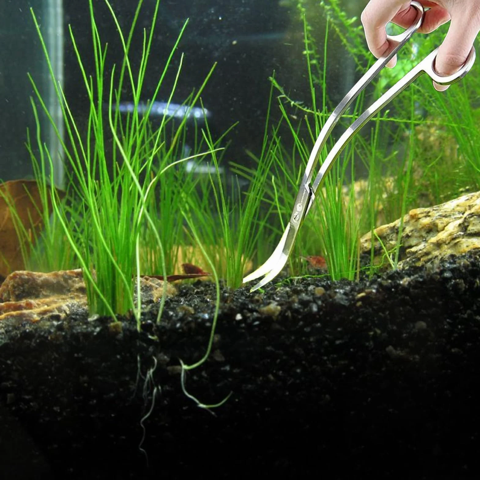 Ciseaux d'Aquarium Courbés en Acier Inoxydable 25 cm pour Aquascaping