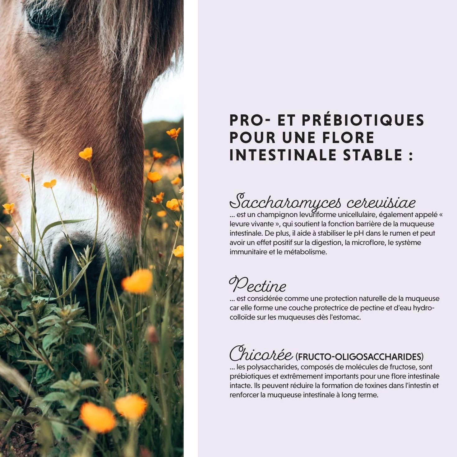 Poudre de probiotiques pour Chevaux 750 g avec levure Vivante Flore intestinale Saine