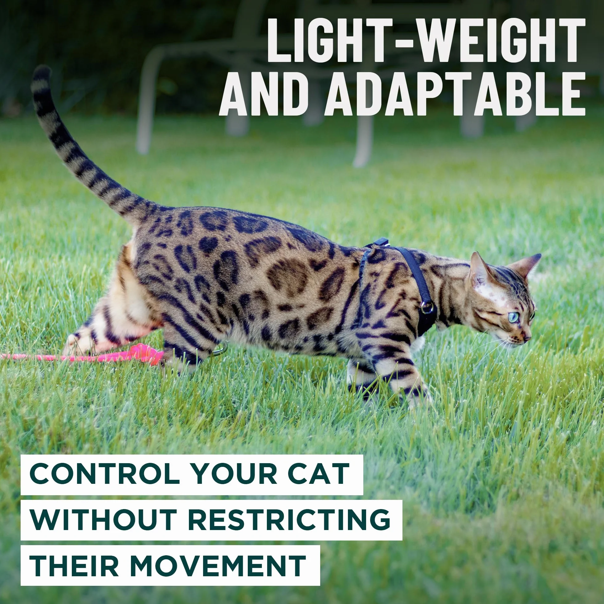 OutdoorBengal Houdini Harnais et Laisse pour Chaton résistant à l'évasion S
