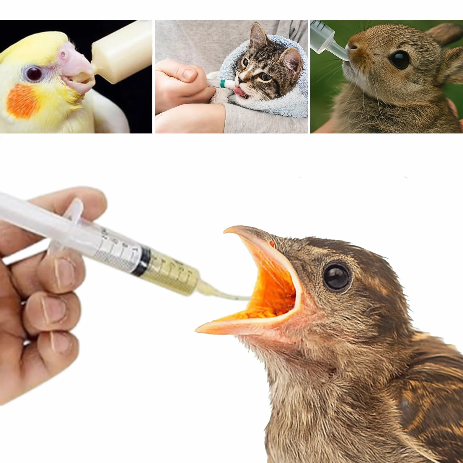 Kit d’alimentation pour bébé oiseau – seringue 10 ml avec tubes – accessoires pour perruches, perroquets, pigeons