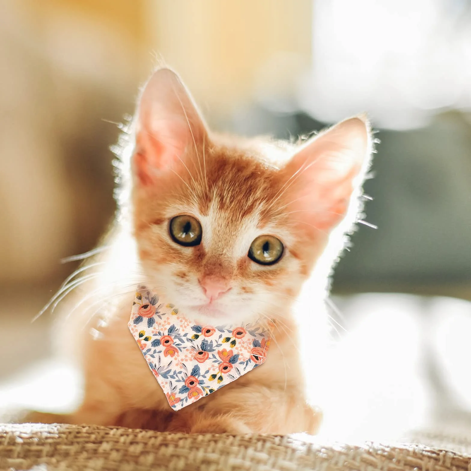 Colliers pour chats avec cloches Collier papillon amovible Bandana 2 pièces pour chat et chien