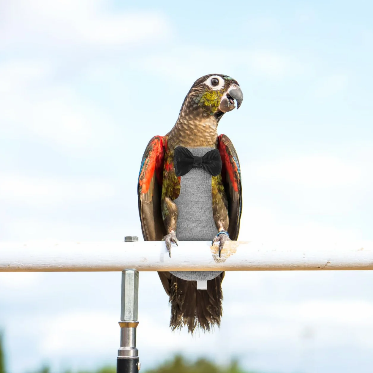 Lavable Costume pour Oiseaux Perroquets