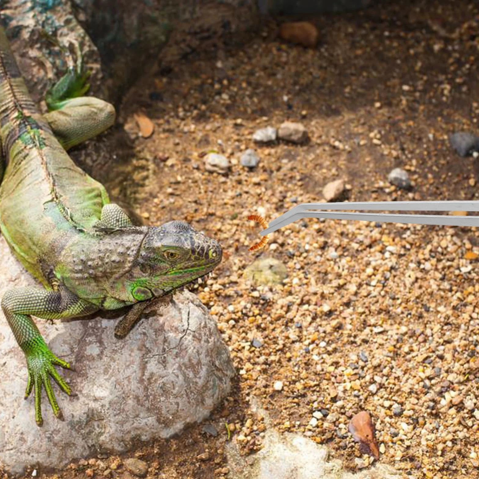 Pinces à Nourrir en Acier Inoxydable Extra Longues 48 cm pour Reptiles Terrarium