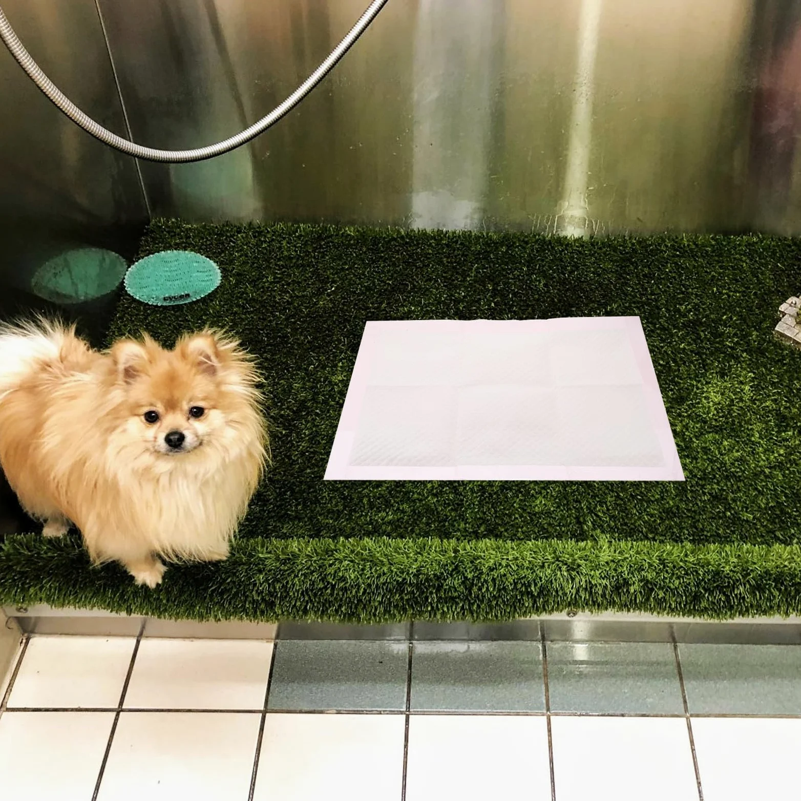 Générique 100 Pièces Tapis D'entraînement pour Animaux Ultra Absorbant | Non Tissé, Léger et Facile à Ranger, pour Chiot et Chien Âgé
