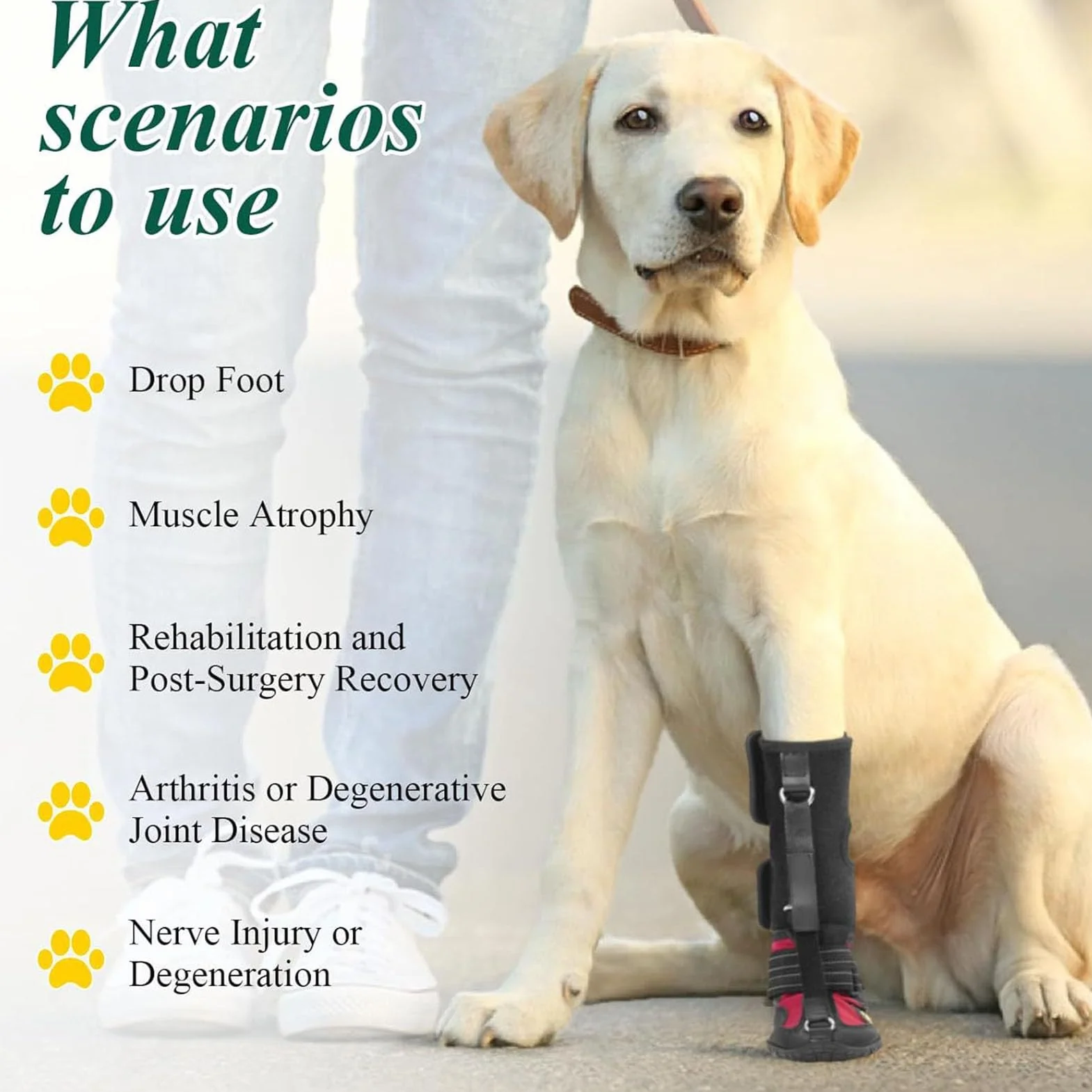 Chaussures Orthopédiques pour Chien, Attelle de Pied Tombant, Soulève Les Orteils en Toute sécurité, Améliore la DéMarche de Marche pour Les Chiens Actifs, Sangles (M)