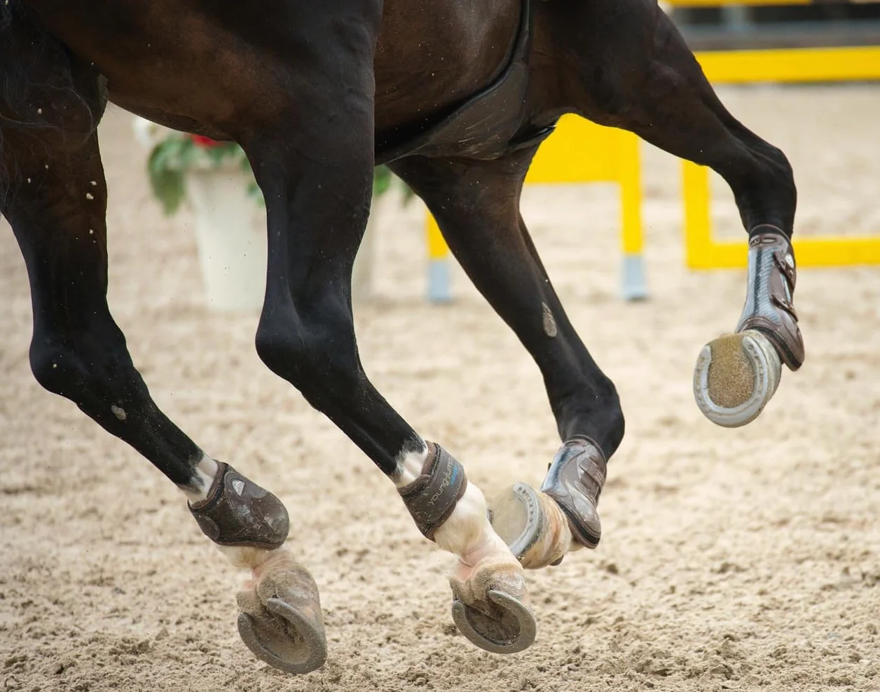 Scheidler Bidon 3 litres Huile Germe de Riz pour Chevaux Développement Musculaire