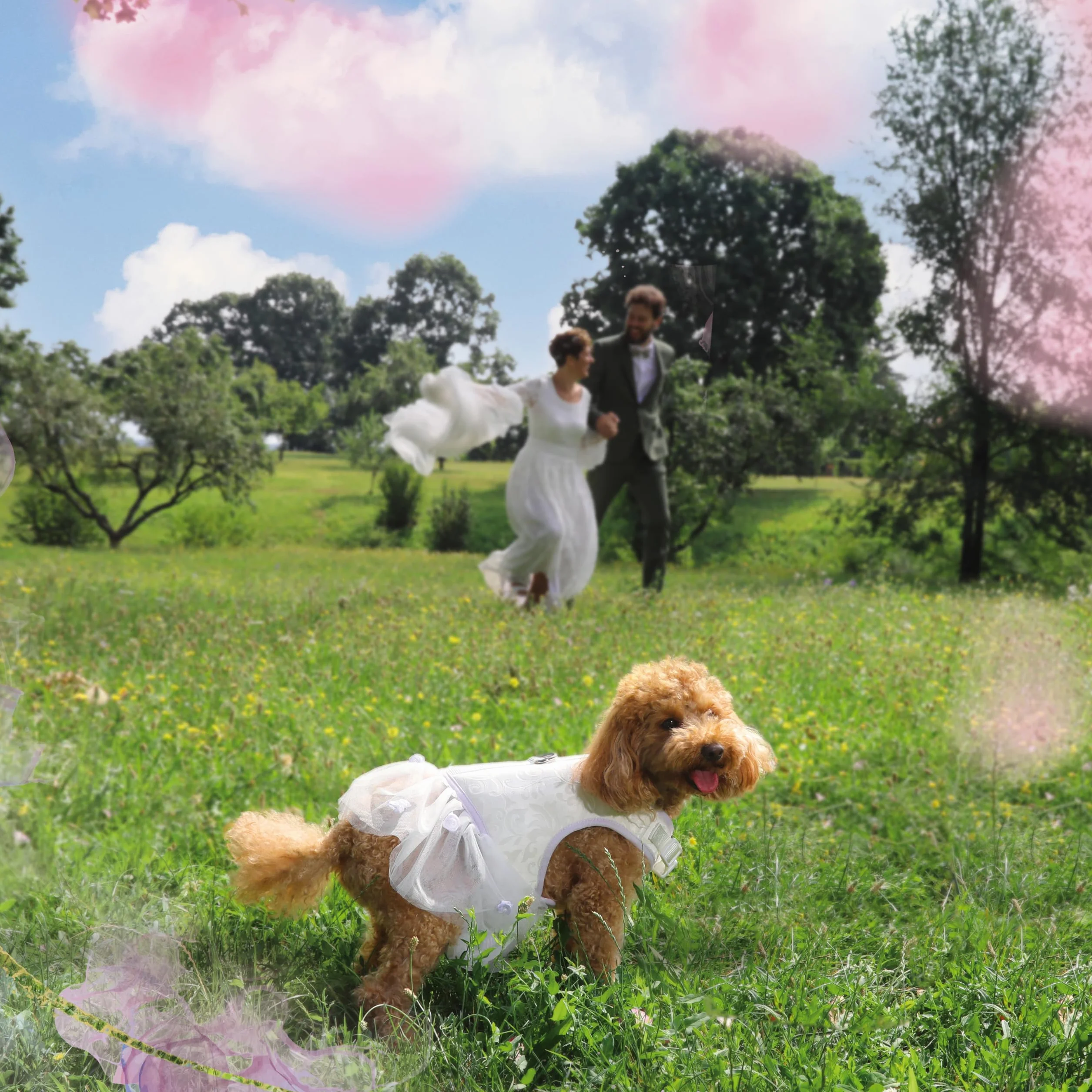 Croci Ceremony Bride Harnais Chien Mariage Robe Tulle Fantaisie damassée réglable M 41-45 cm
