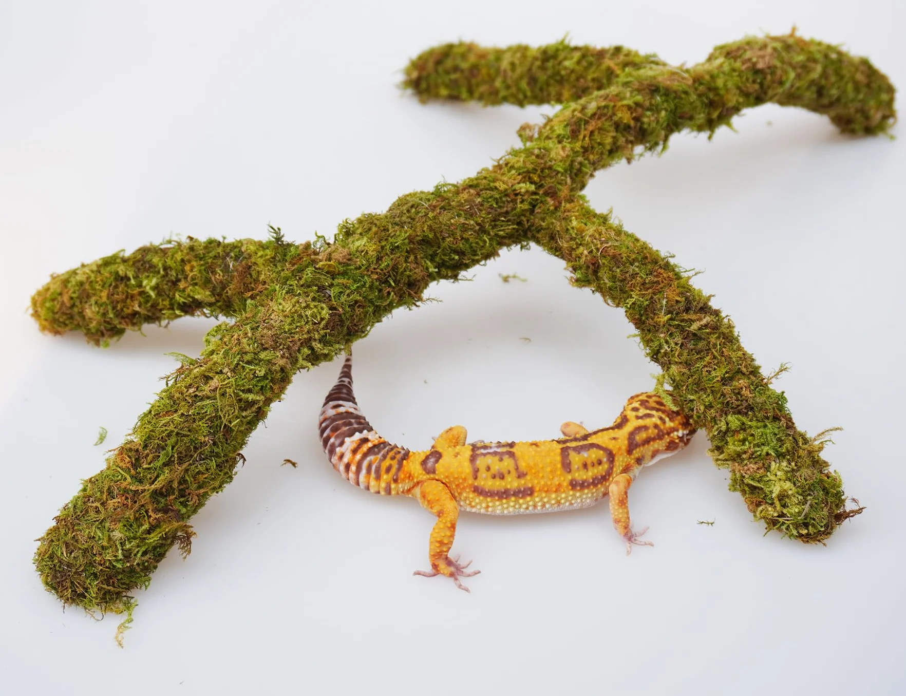 Accessoires de réservoir de gecko léopard réglables, décoration d'habitat de terrarium