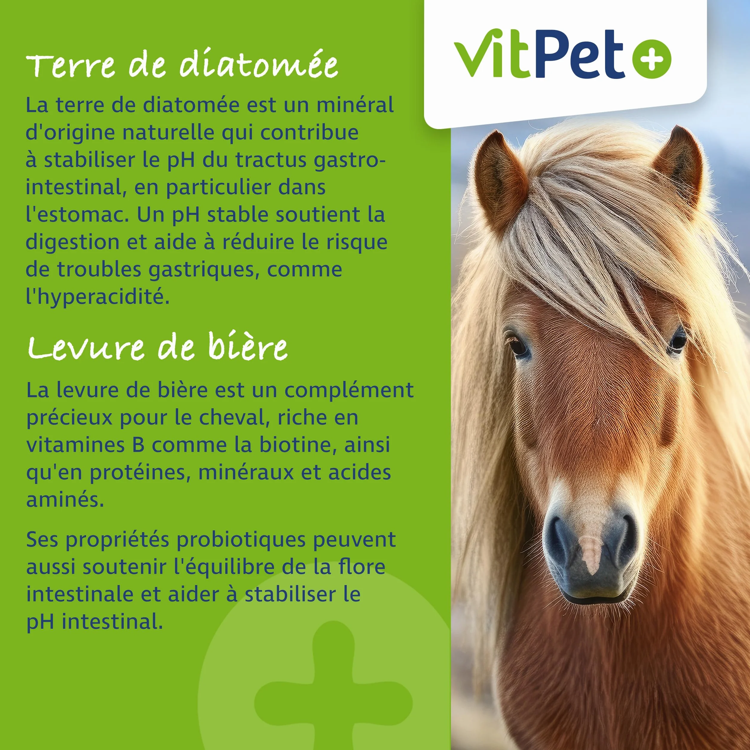 Huf Wohl Aliment minéral chevaux biotine zinc terre de diatomée levure de bière 4 kg croissance sabots