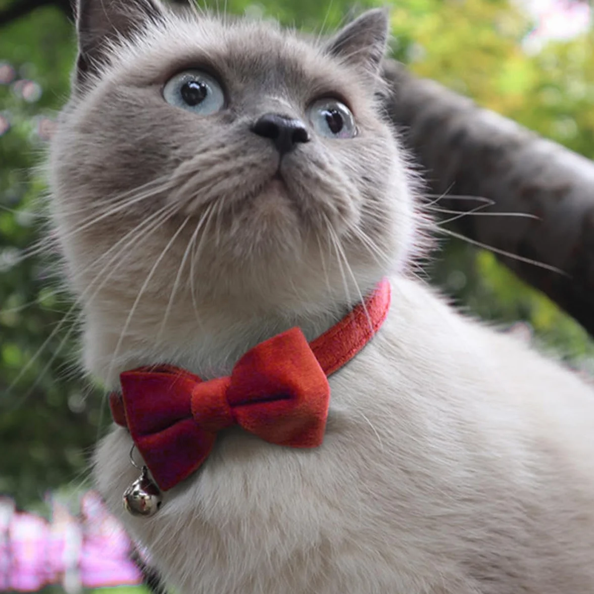 Colliers en Velours pour Chat avec Clochette et Nœud Papillon, LEEQ 2 Pièces Réglables pour Chat Chaton Petit Chiot