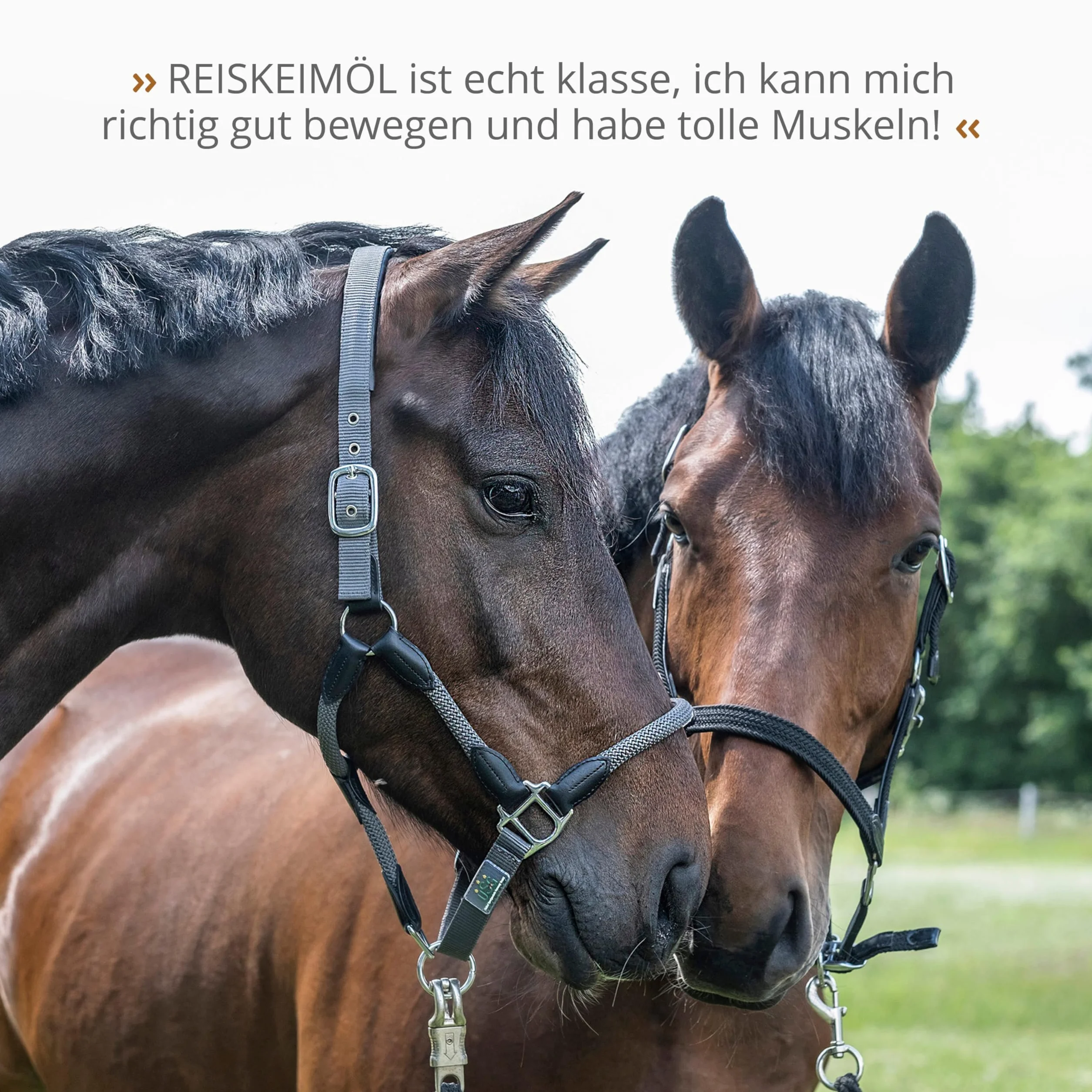 STRÖH Ecom Reiskeimöl 1L Flasche 100% Reiskeimöl Ohne Zusätze