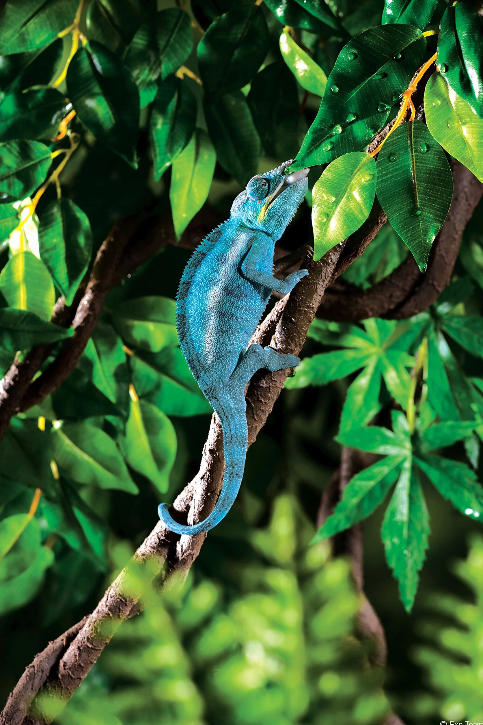 Exoterra Liane Flexible Petit Modèle Reptiles Amphibiens Décoration