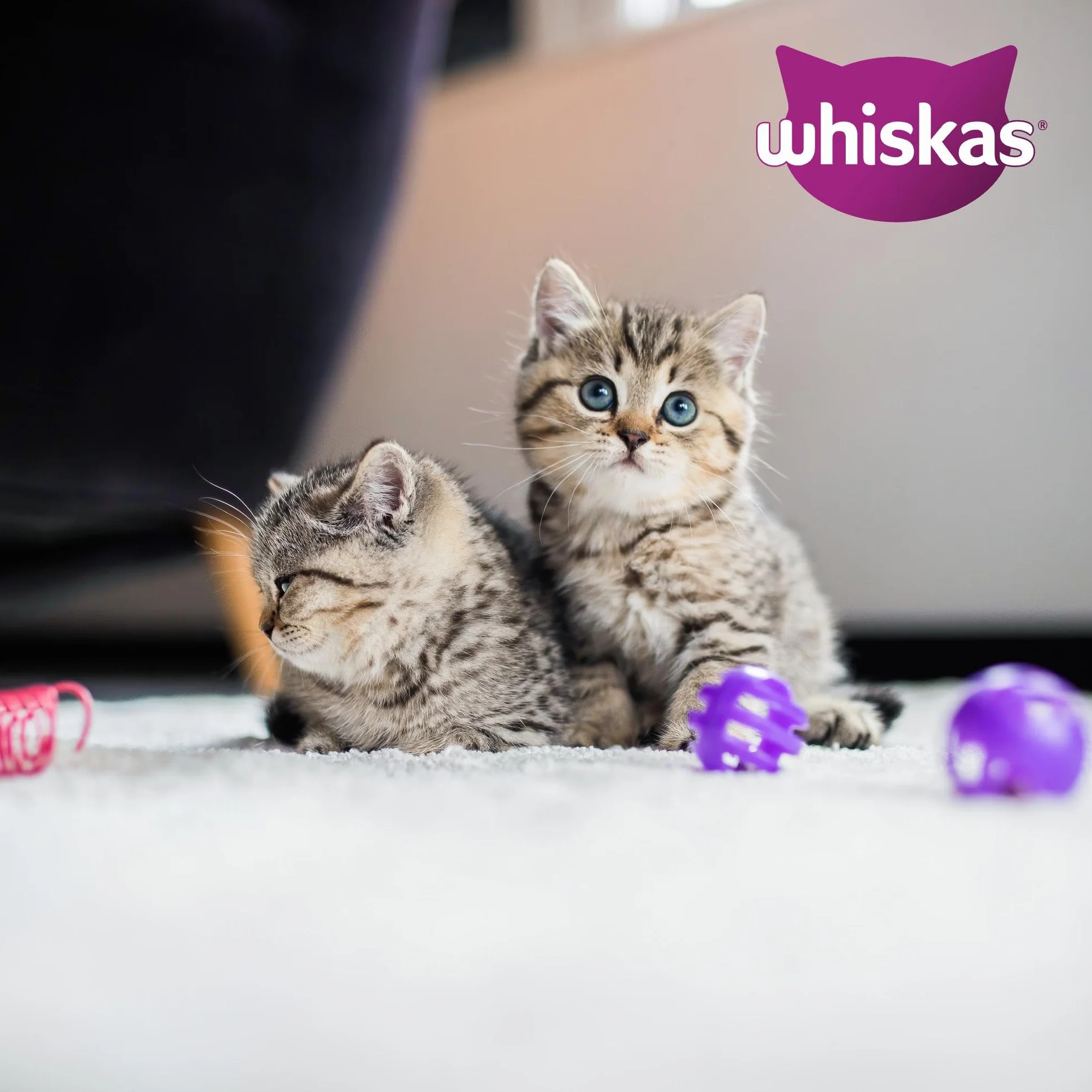 WHISKAS Aliment humide en gelée Chat junior 12x85g Festins à la Volaille Lot de 4 48 Sachets