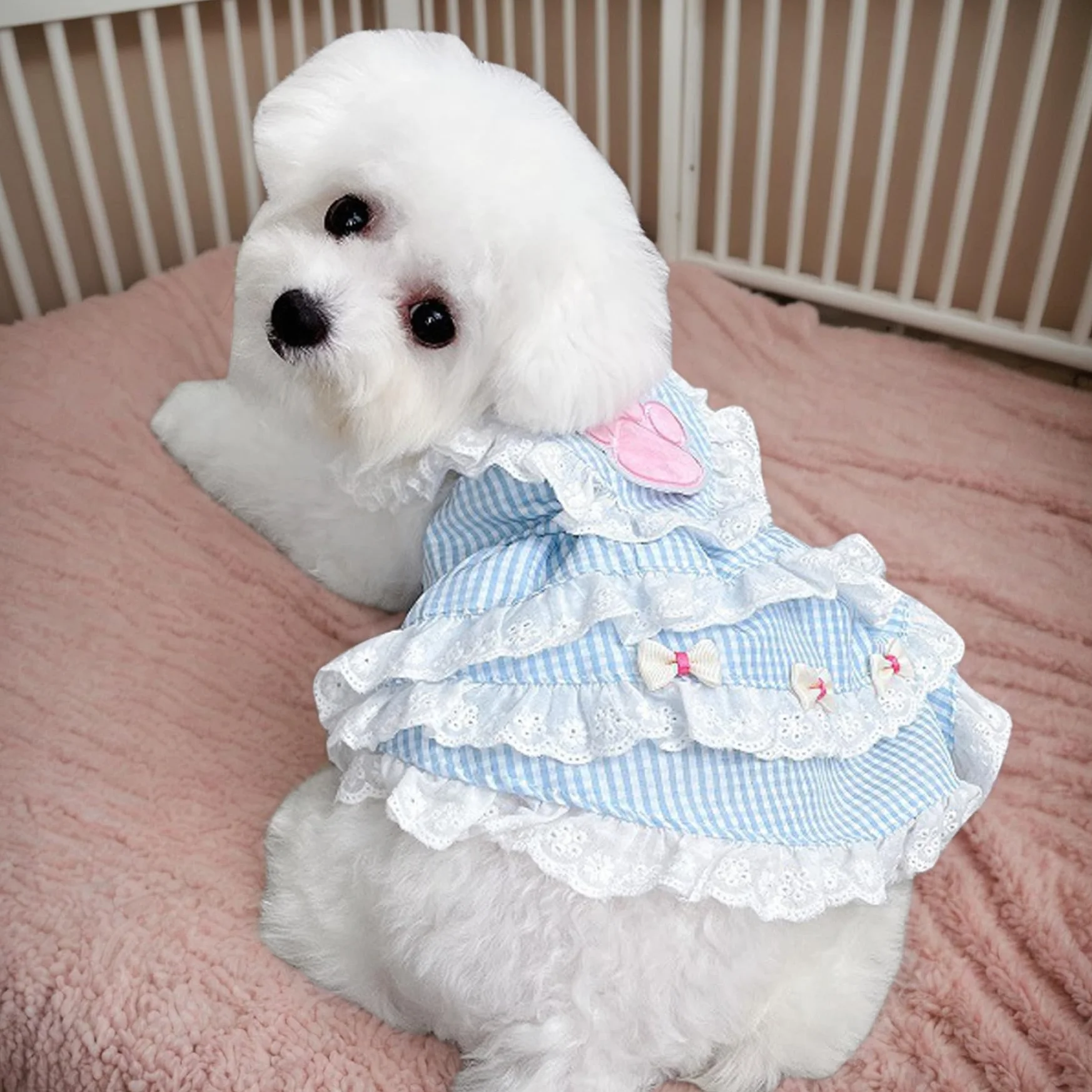 Robe de Princesse pour Chien avec Motif de Patte, Bordure en Dentelle, Jupe Douce