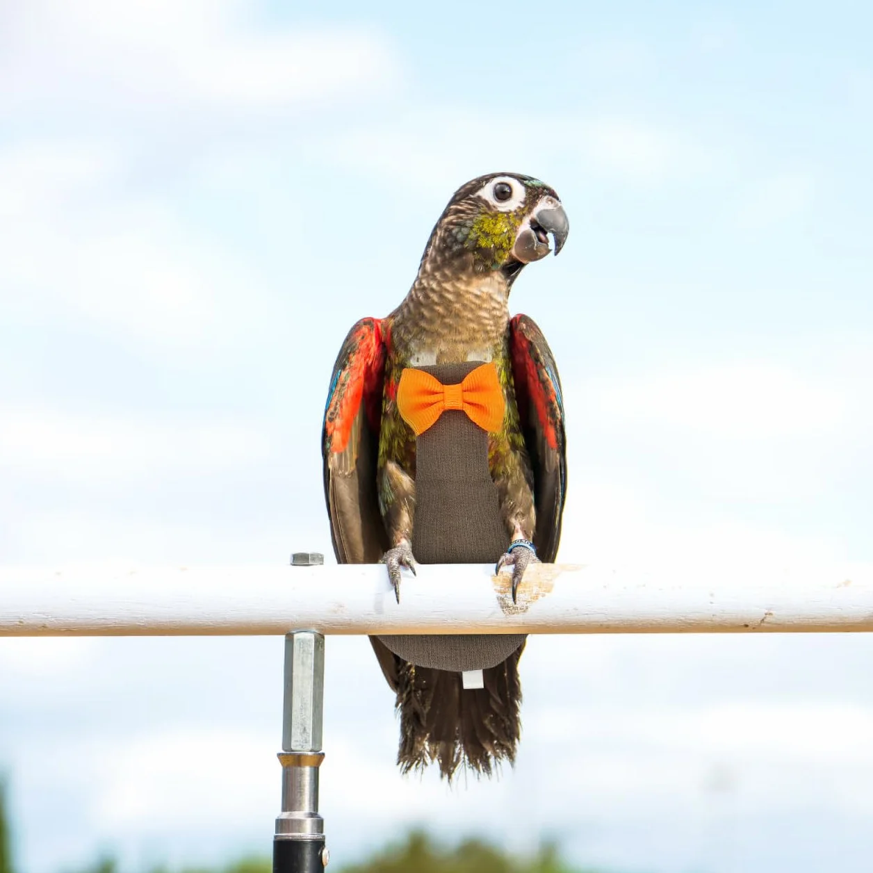 Couches Lavables pour Perroquets Respirantes Réutilisables Vêtements d'Oiseaux Protecteurs 2.36x0.20x4.72 Pouces