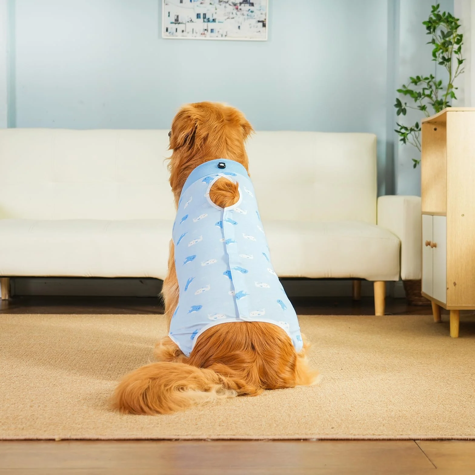 Combinaison de Récupération pour Chiens après Chirurgie, Body Chirurgical Chien Femelle Mâle, Protection Post Opératoire (Blue-Baleine, XL)