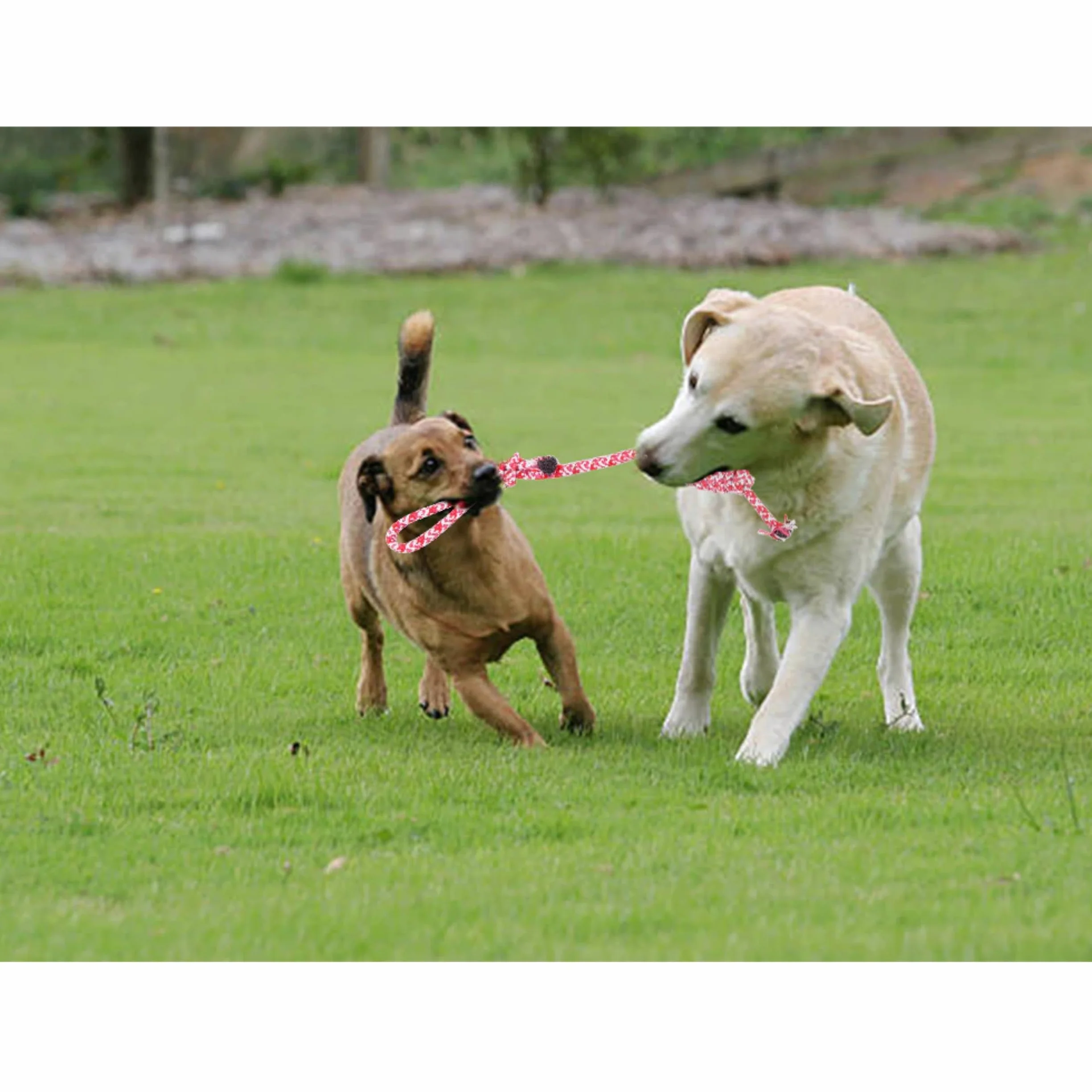 PARENCE Jouet Corde Tressée pour Chien 40 cm Ultra Résistant Poignée 10 cm