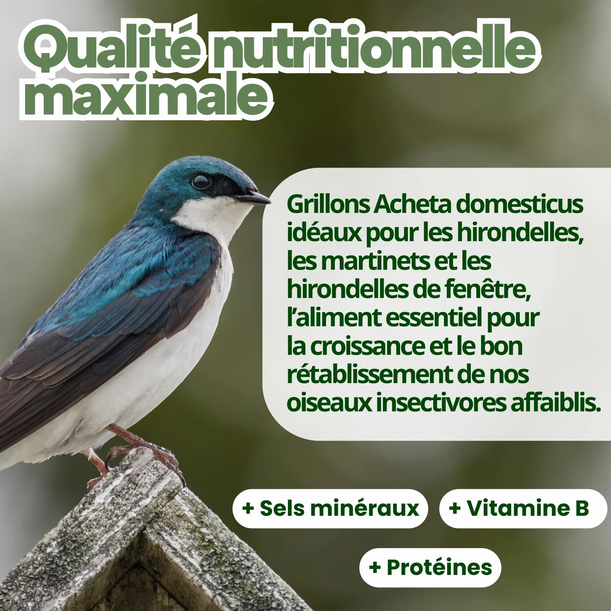 Grillons Lyophilisés 500 ML Insectes Comestibles Riches en Protéines Nourriture Oiseaux
