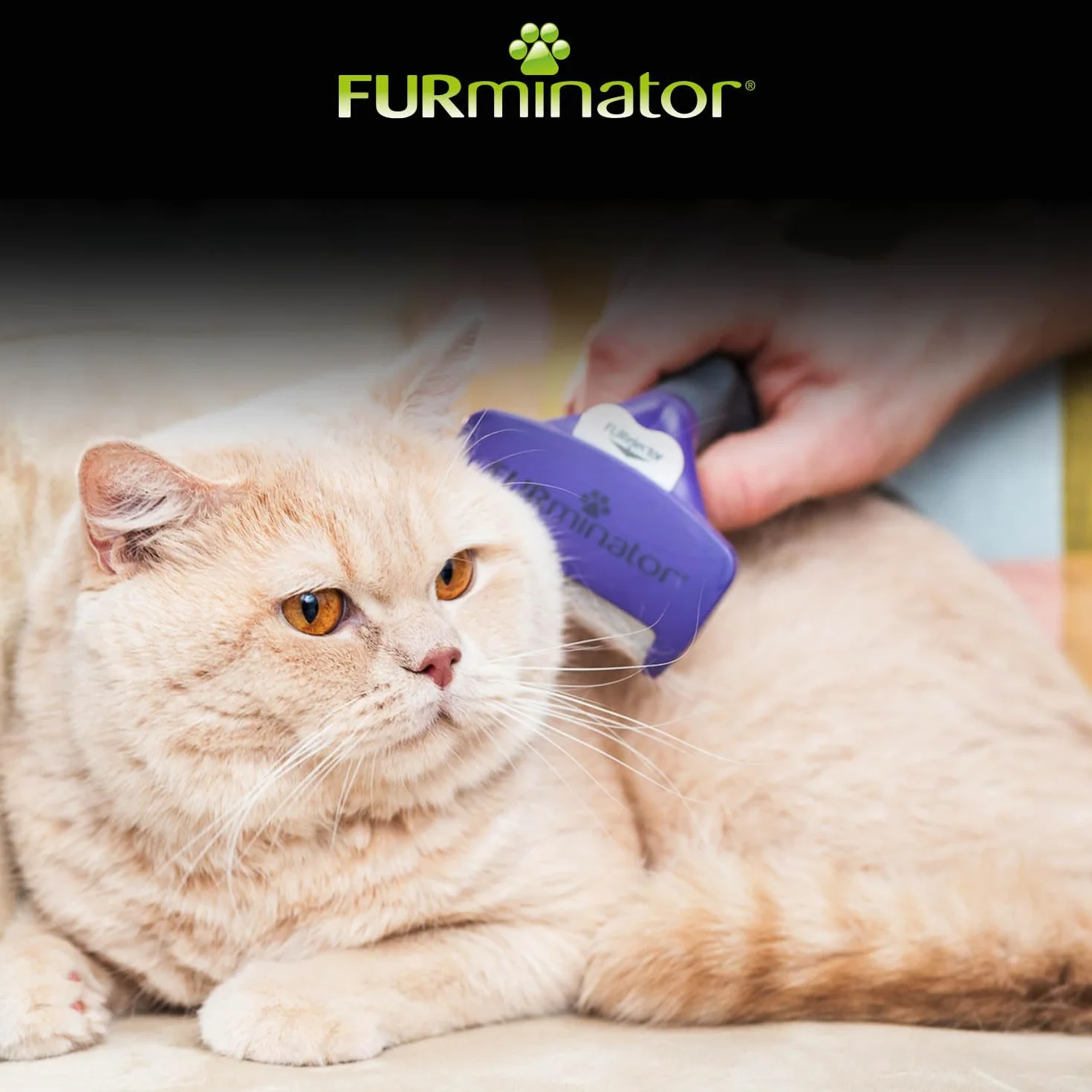 FURMINATOR Brosse anti-mue pour Chat à Poils Courts M/L - Outil de Toilettage - Élimine 90% des poils morts