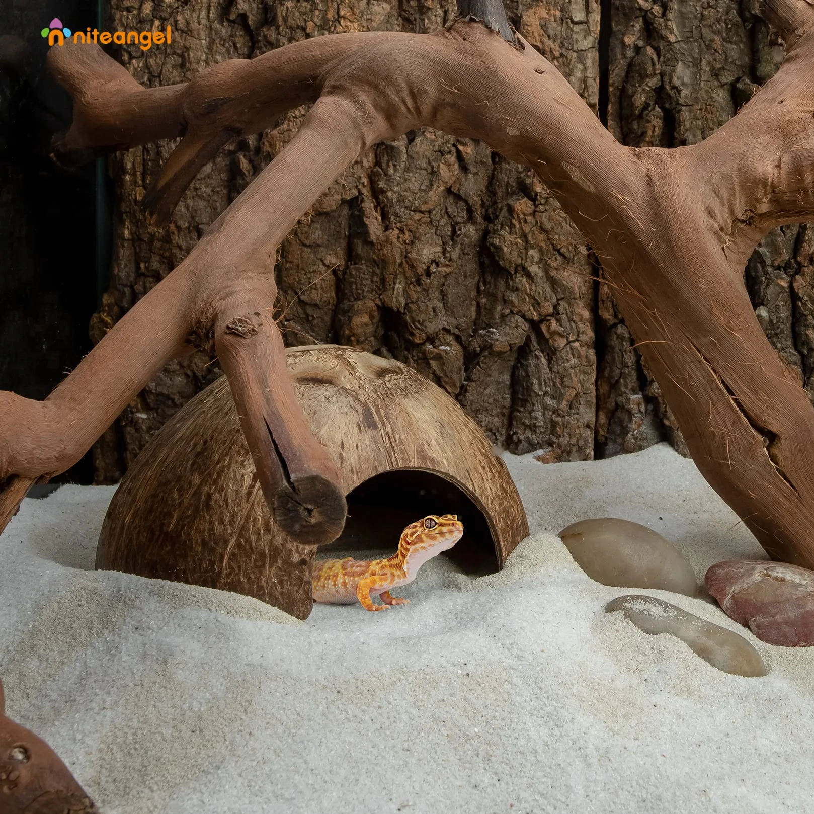 Niteangel Naturel Noix de Coco Reptile Cachette Lézard Poisson Aquarium Grotte Surface Lisse