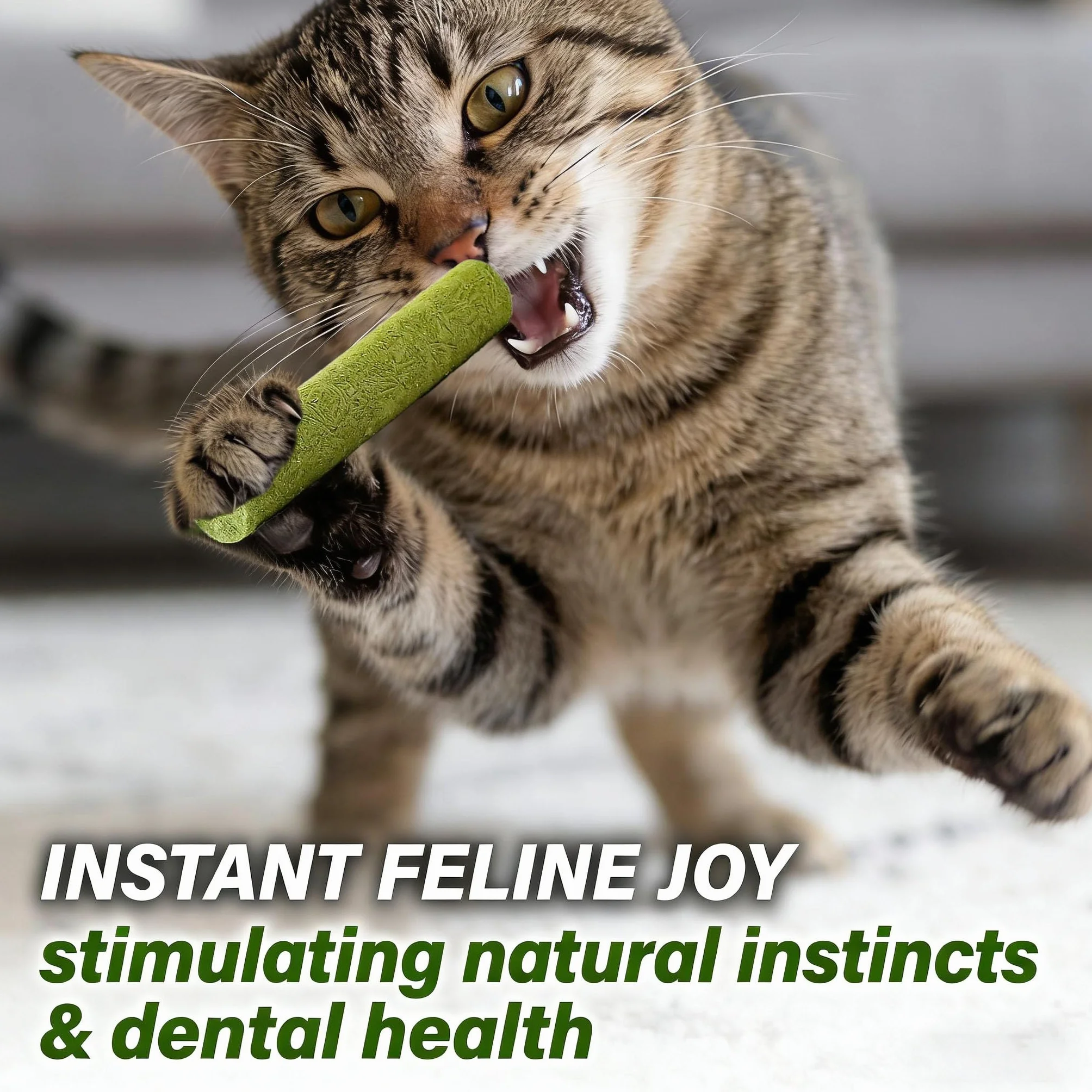 10 Pièces Bâton d'herbe à Chat, Bandes Bâton Chats de Dentition d'herbes à Mâcher Dentition lyophilisé Comestible pour Le Nettoyage des Dents et Élimination des Boules de Poils