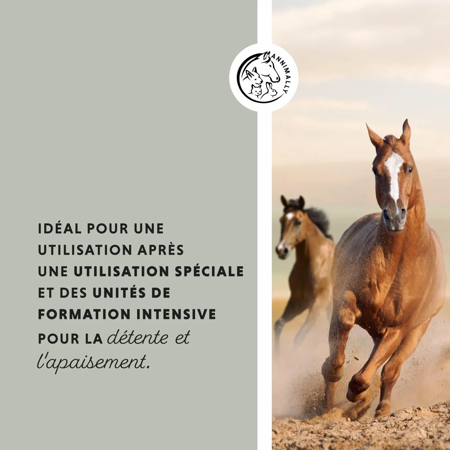 Argile pour Chevaux 2 kg - Pâte d'argile avec extraits de Plantes pour détente et soulagement des Muscles