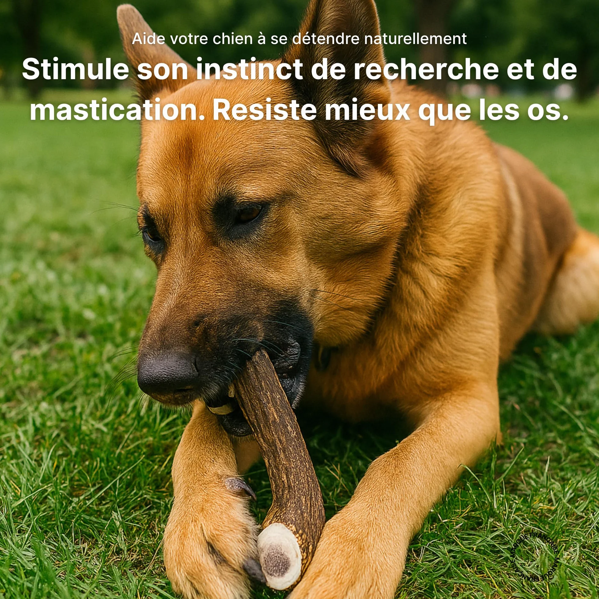 Bois de Cerf M Entier 60-100 g pour Chien Moins de 20 kg, Friandise Naturelle à mâcher Longue Durée