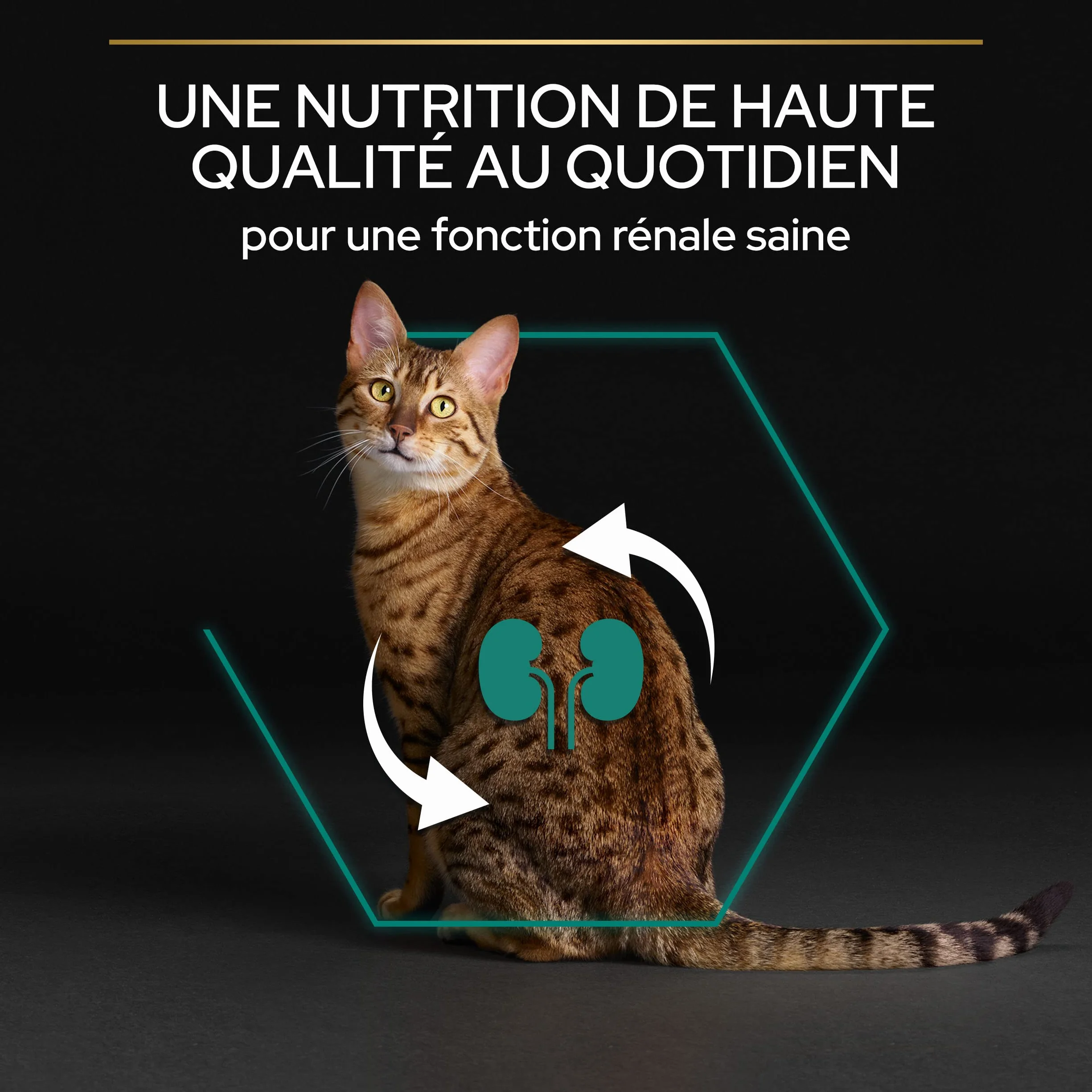 Pro Plan Adult RENAL PLUS Poulet 1,5kg