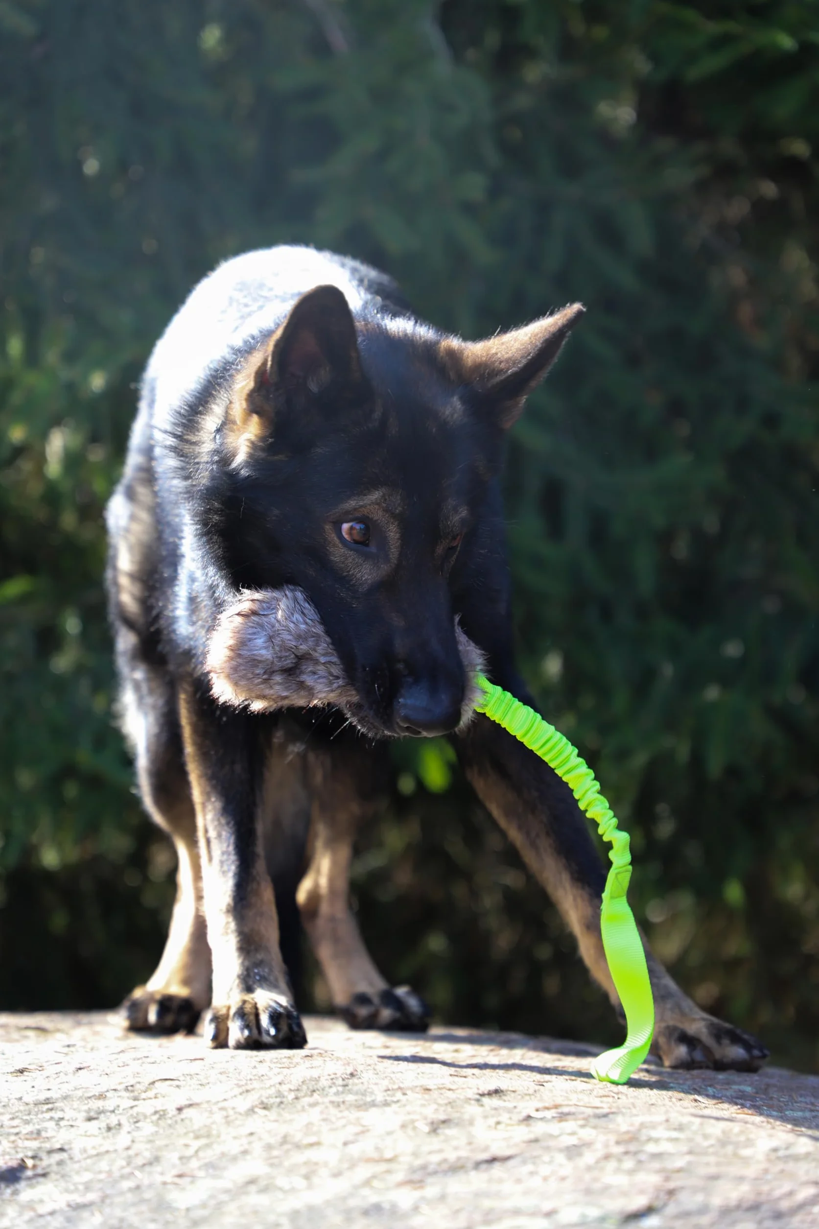 Dingo Z30021 Lot Jouets Chien Fourrure synthétique Manche élastique Vert Long Manche Noir