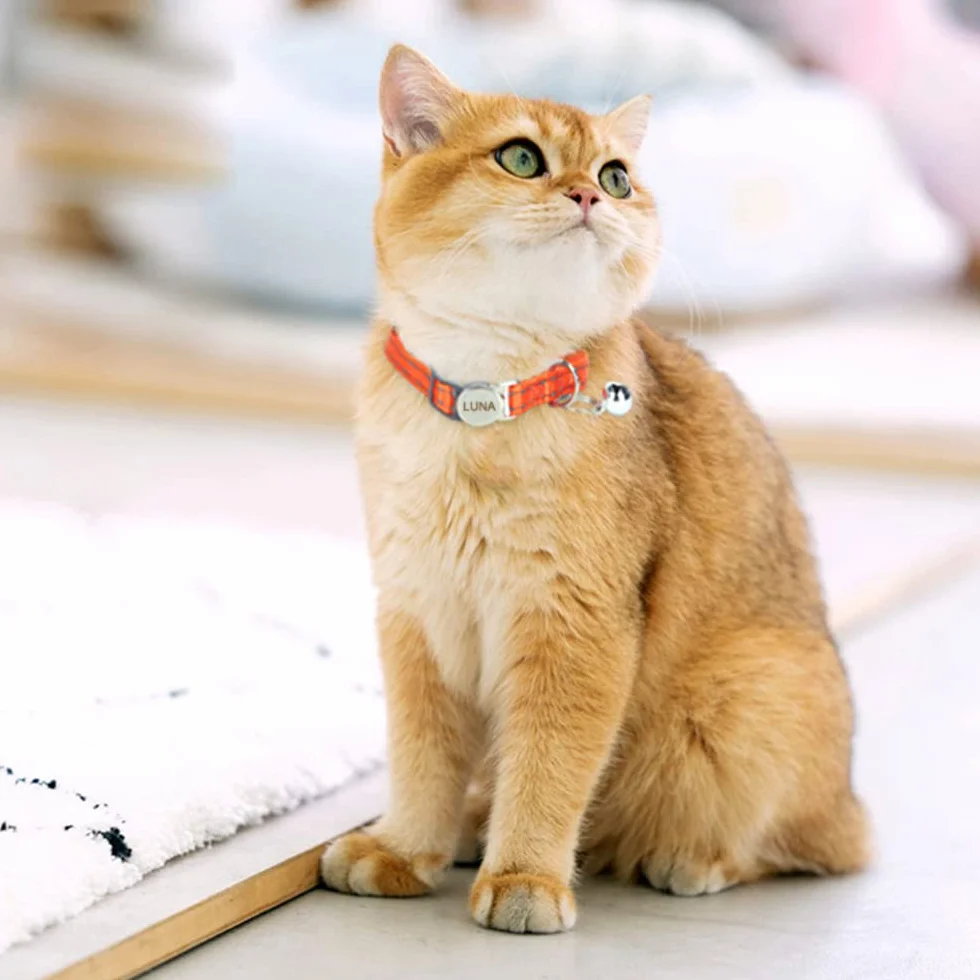 Collier réfléchissant personnalisé pour chat avec clochette - Design détachable - Nom et numéro de téléphone gravés
