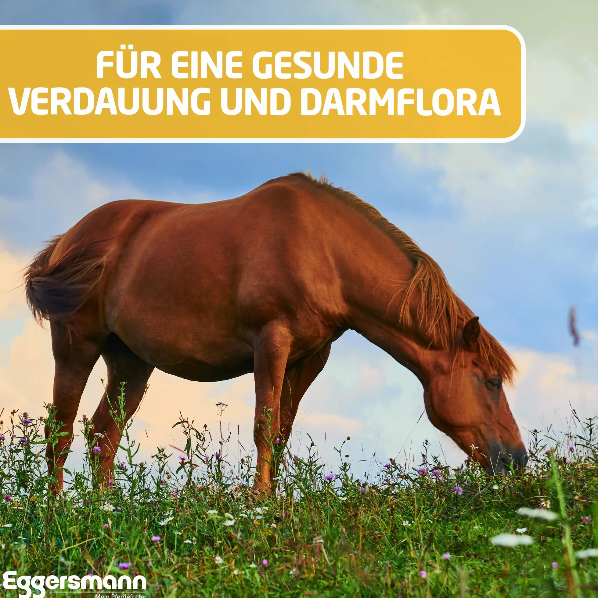 Eggersmann Mein Pferdefutter EMH Mash 15 kg Complément Alimentaire Chevaux Digestion Acides Gras