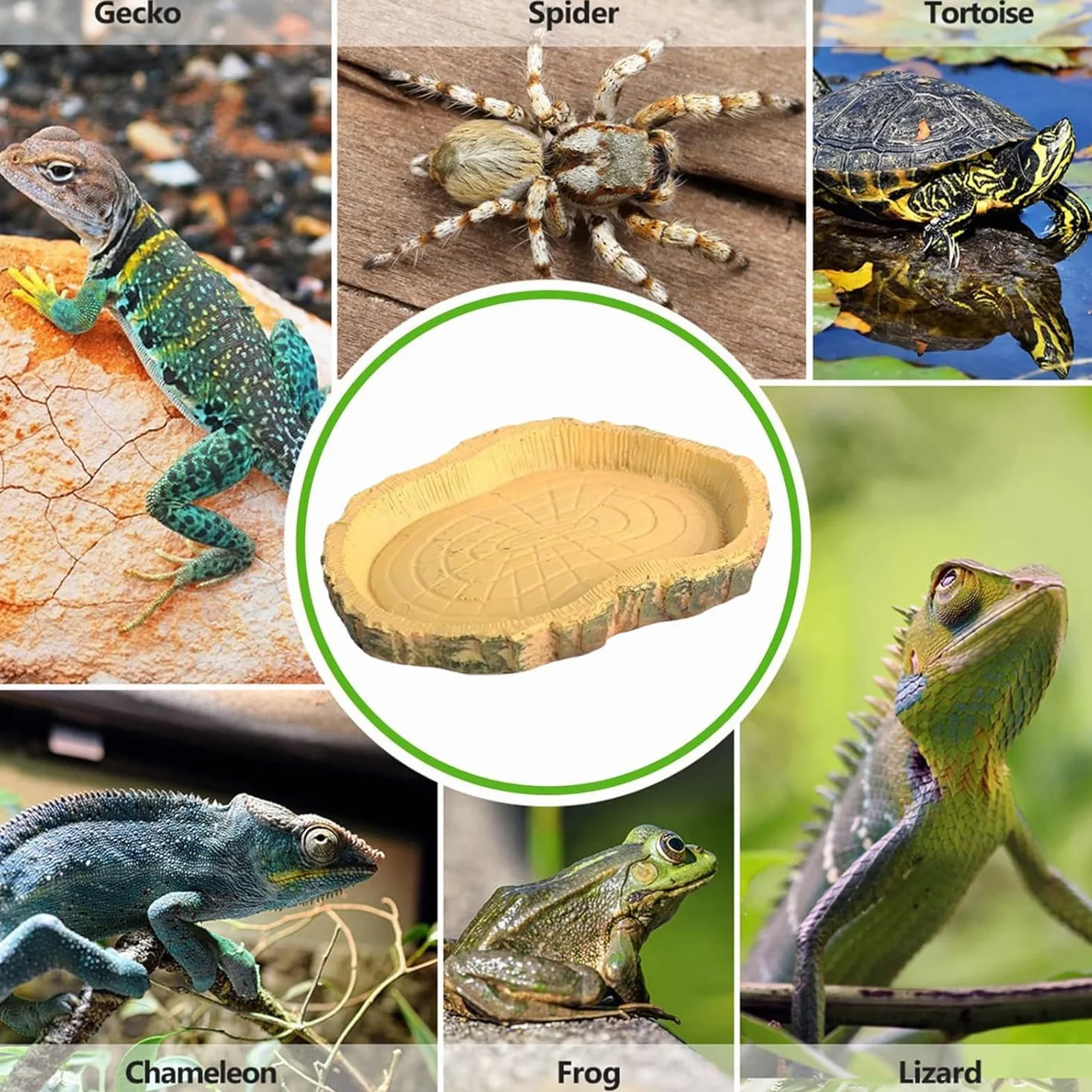 Gamelle Tortue Terrestre Bols à Eau pour Reptiles Abreuvoir 2 Pièces