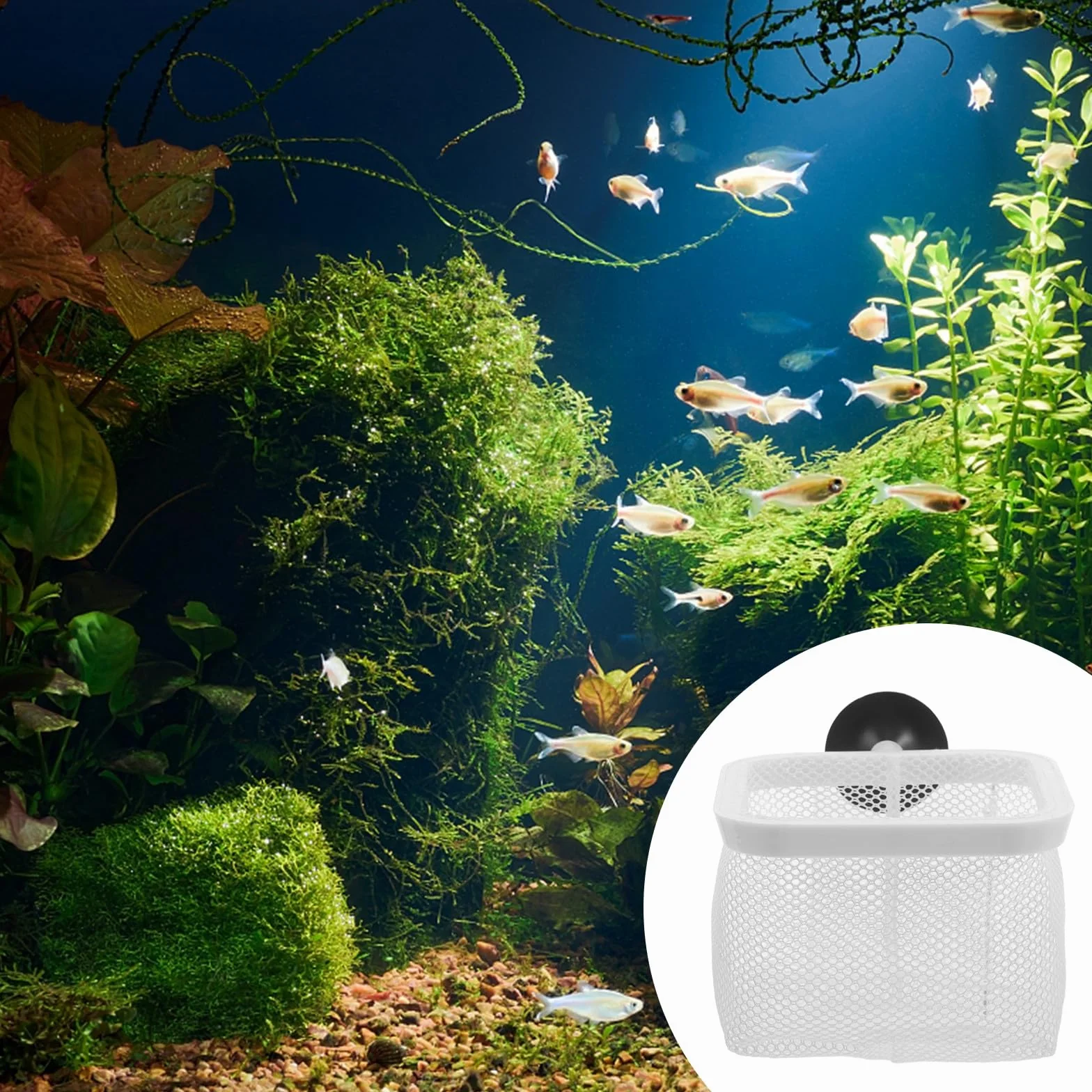 BESPORTBLE Boîte d'Élevage en Filet avec Ventouses pour Aquarium, Conteneur d'Isolement pour Poissons