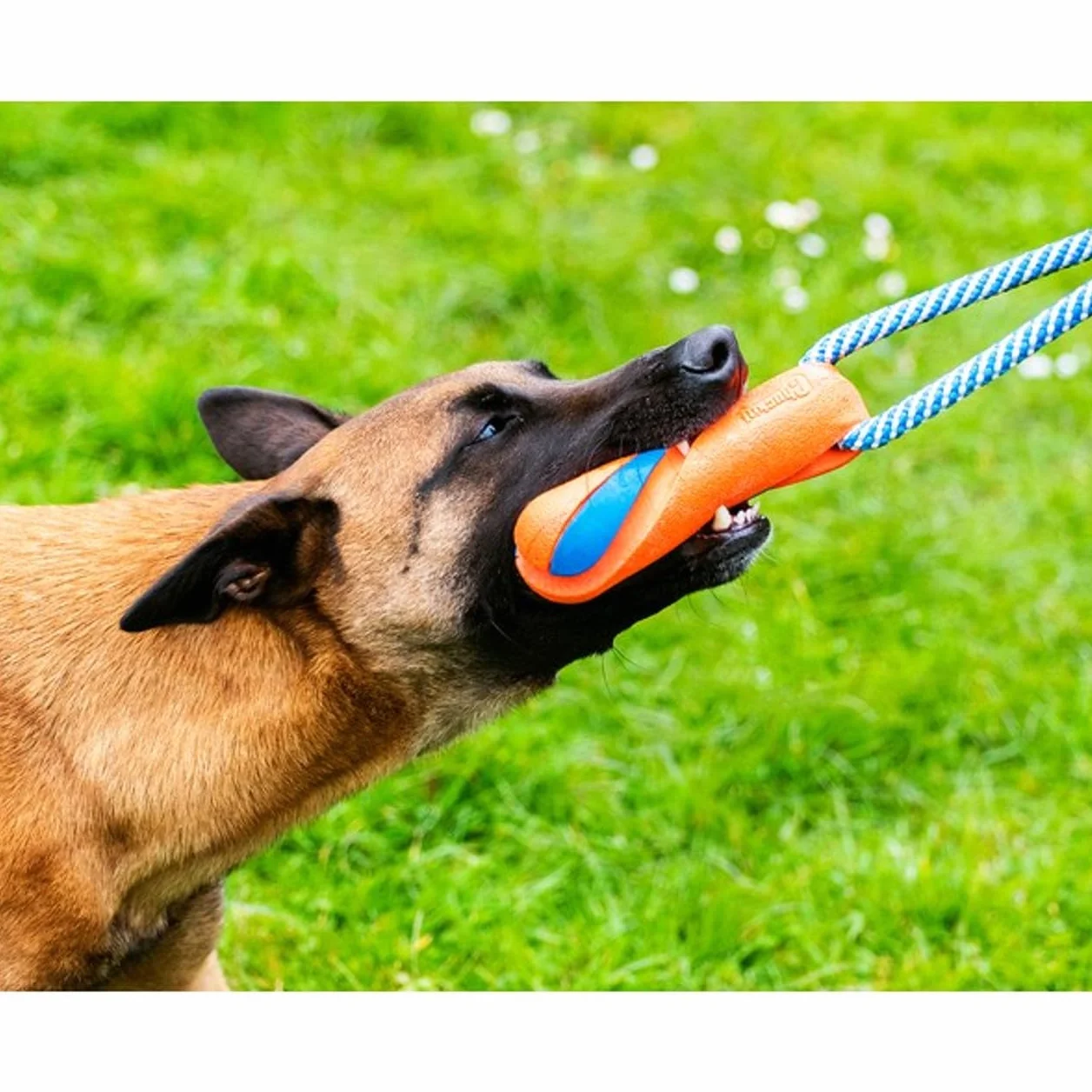 Chuckit! Ultra Bumper Tug - Jouet à Poursuivre pour Chien en Caoutchouc Robuste