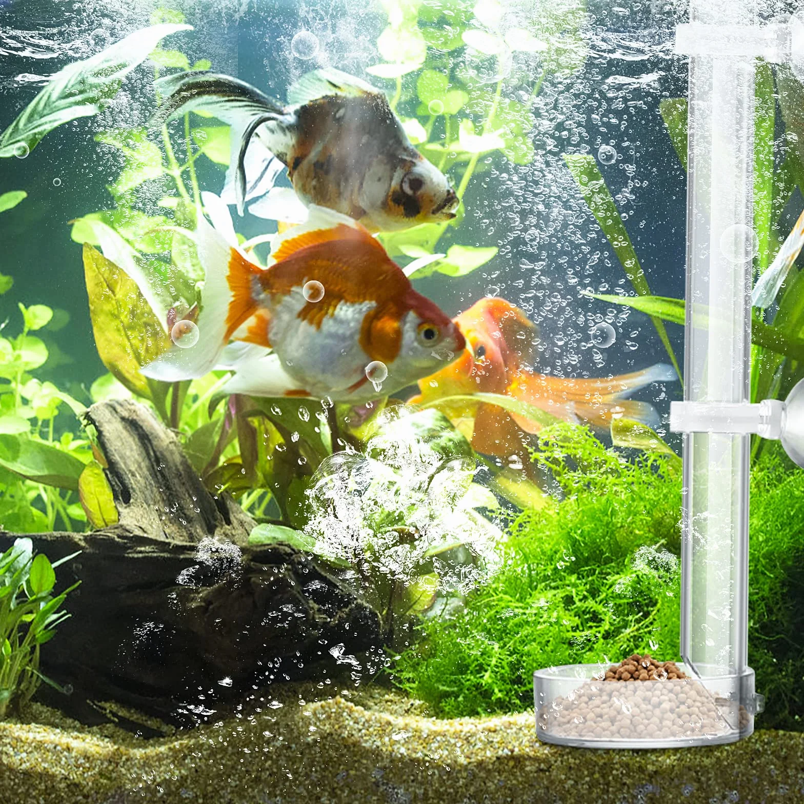 cobee Mangeoire à crevettes en acrylique, mangeoire à crevettes transparente et durable pour poissons d'aquarium - tube de 25 cm et bol d'alimentation de 6,5 cm