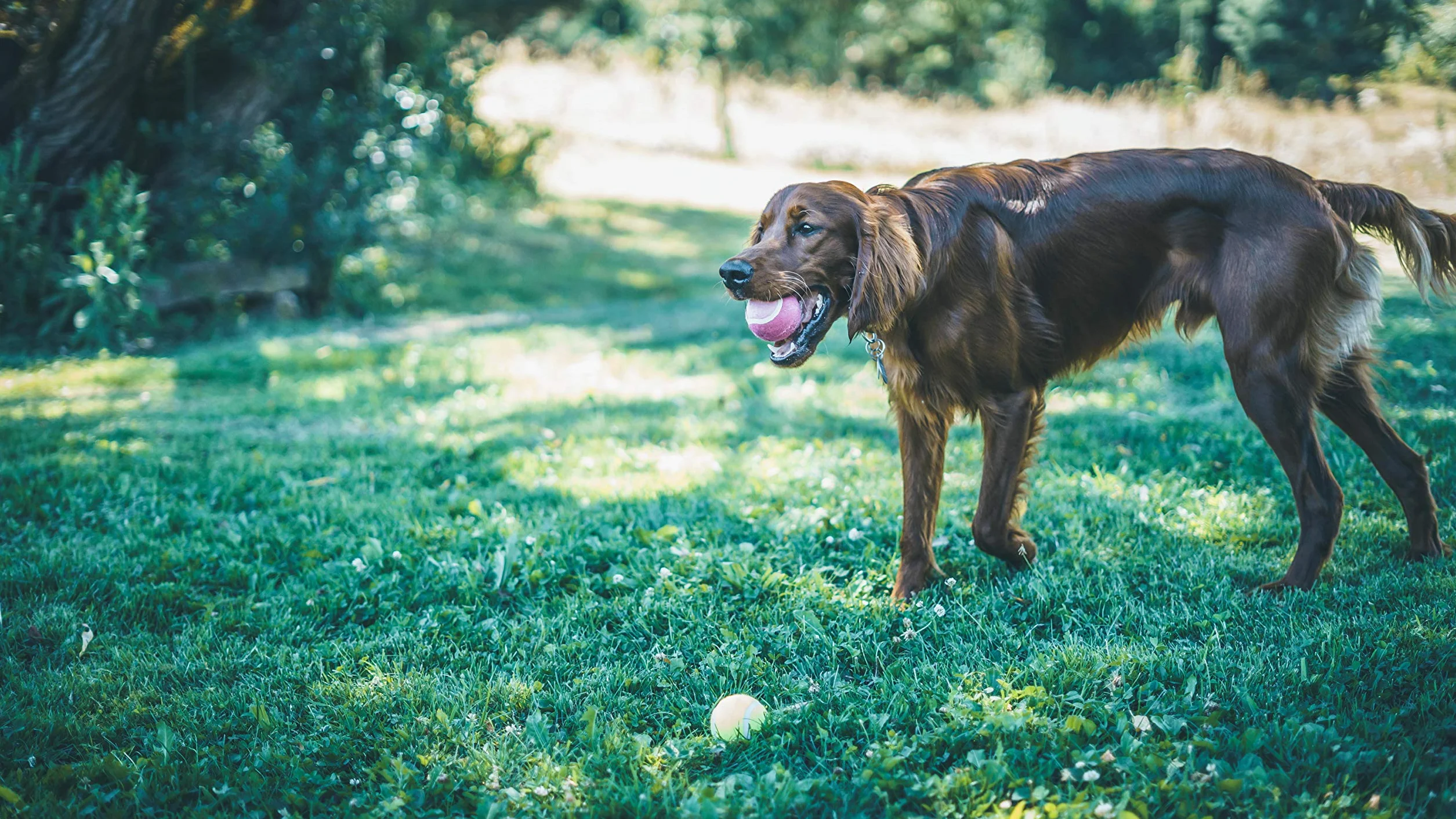 Aimé Balle de Tennis Parfum Fruité pour Chien 4 x 6 cm Stimule l'Odorat