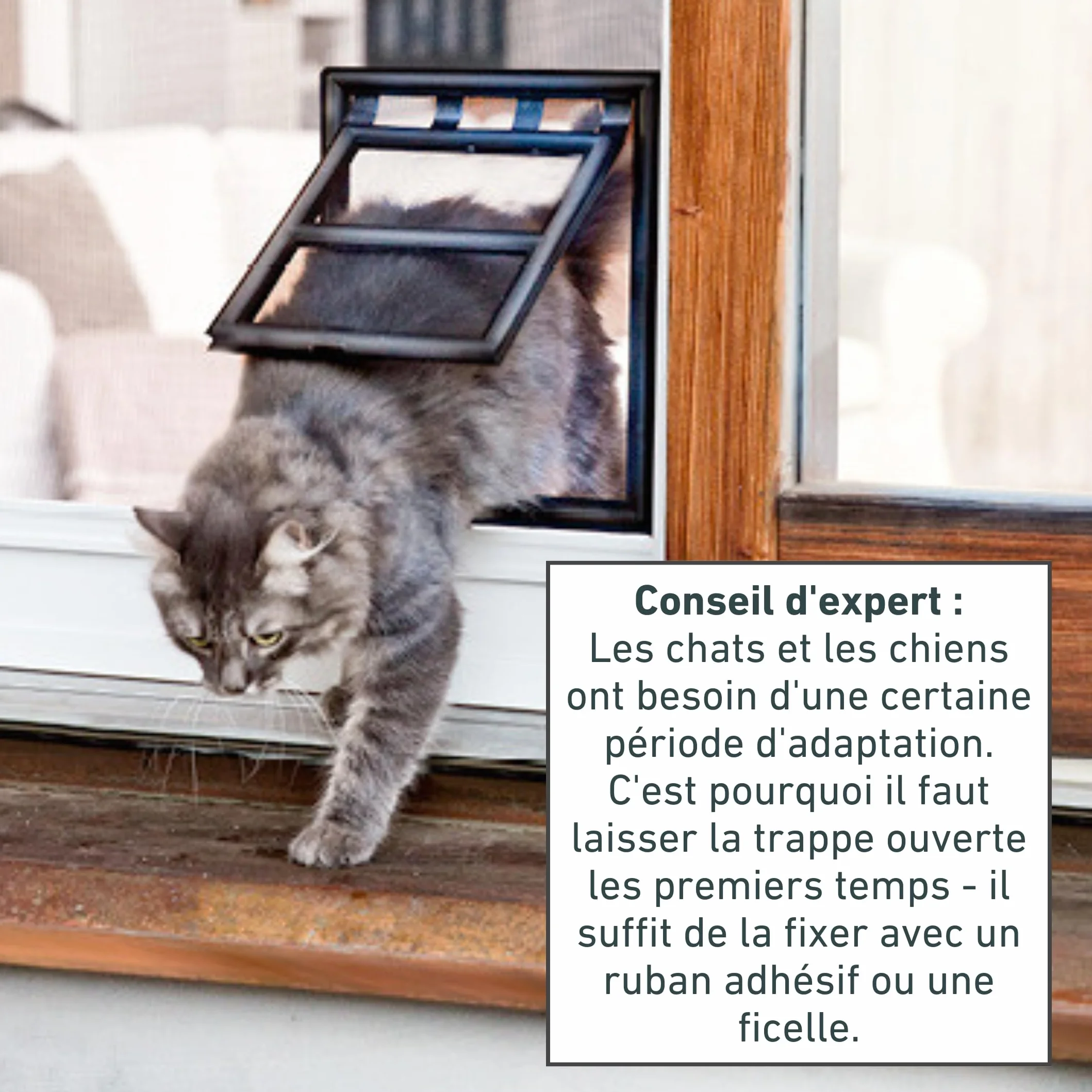 Windhager Chatière Protection Insectes Porte Chat Rabat Animaux 20 x 25 cm Noir