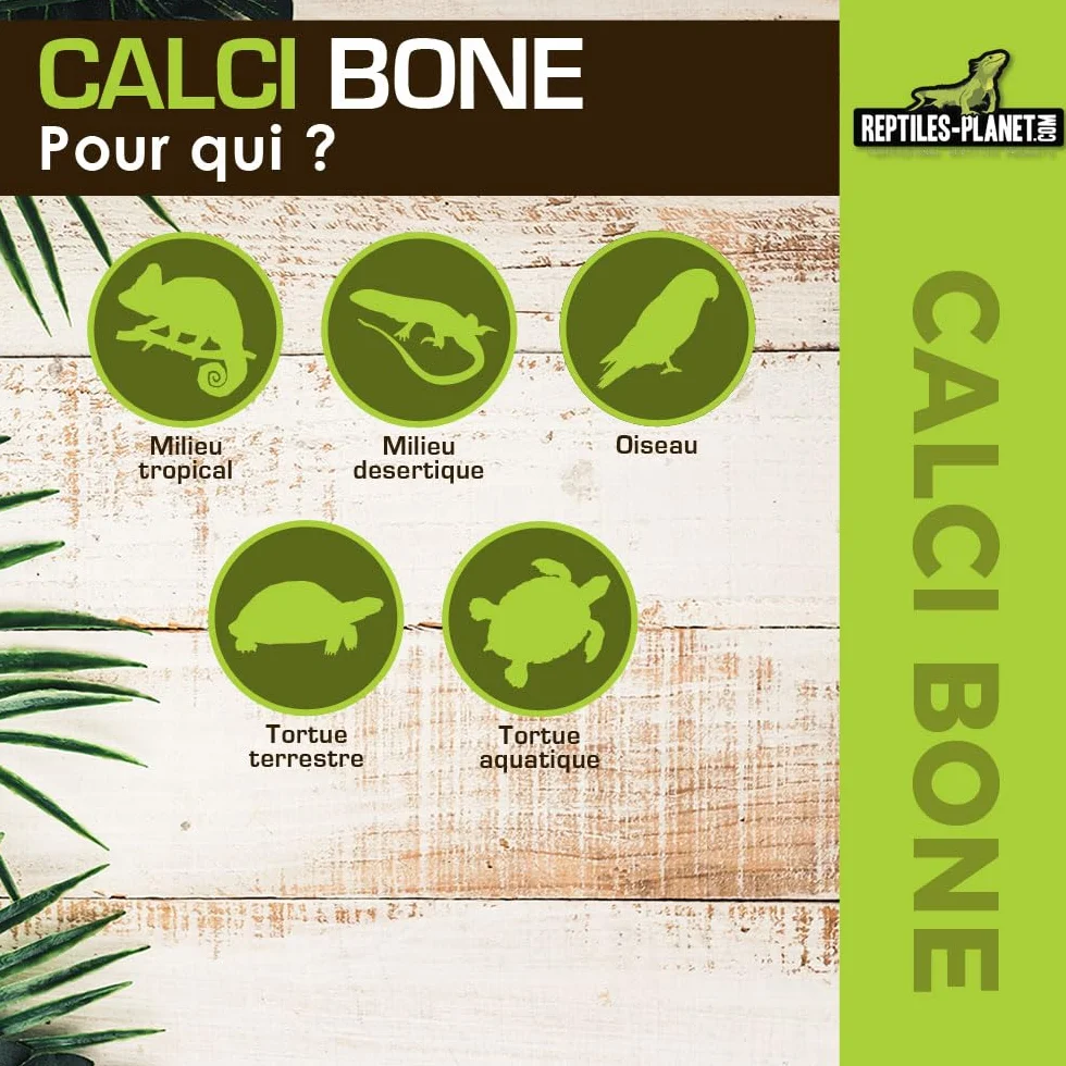 Reptiles Planet Calci Bone Os de Seiche Entier pour Reptiles