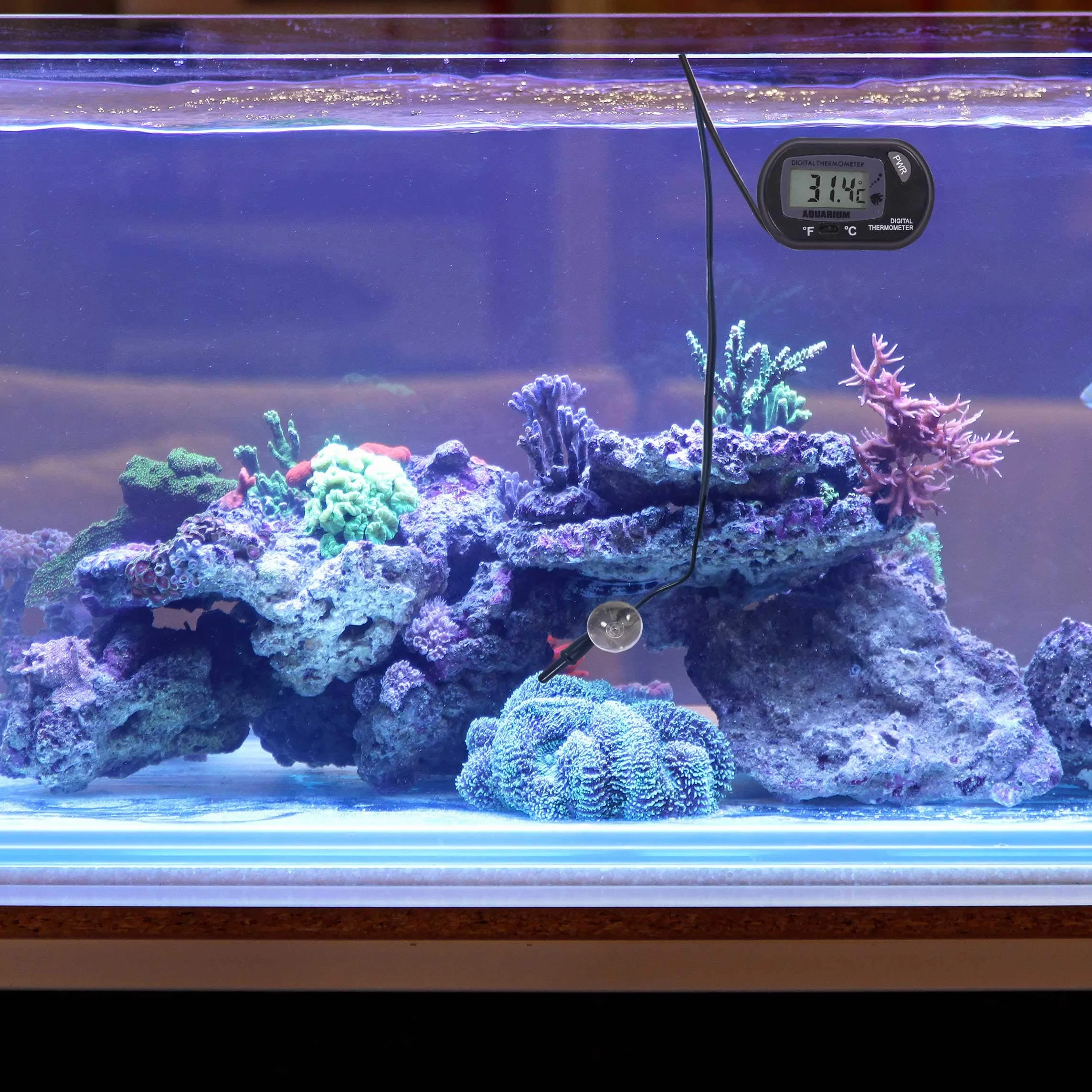 DIGIFLEX Thermomètre numérique pour aquarium électronique accessoires