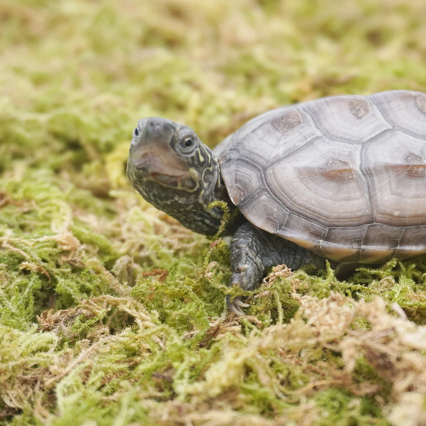 99g Substrats Mousse de Forêt pour Reptiles et Amphibiens, Accessoire idéal pour Les Terrarium de Tortues, idéal pour Conserver l'humidité et la Chaleur en Hiver
