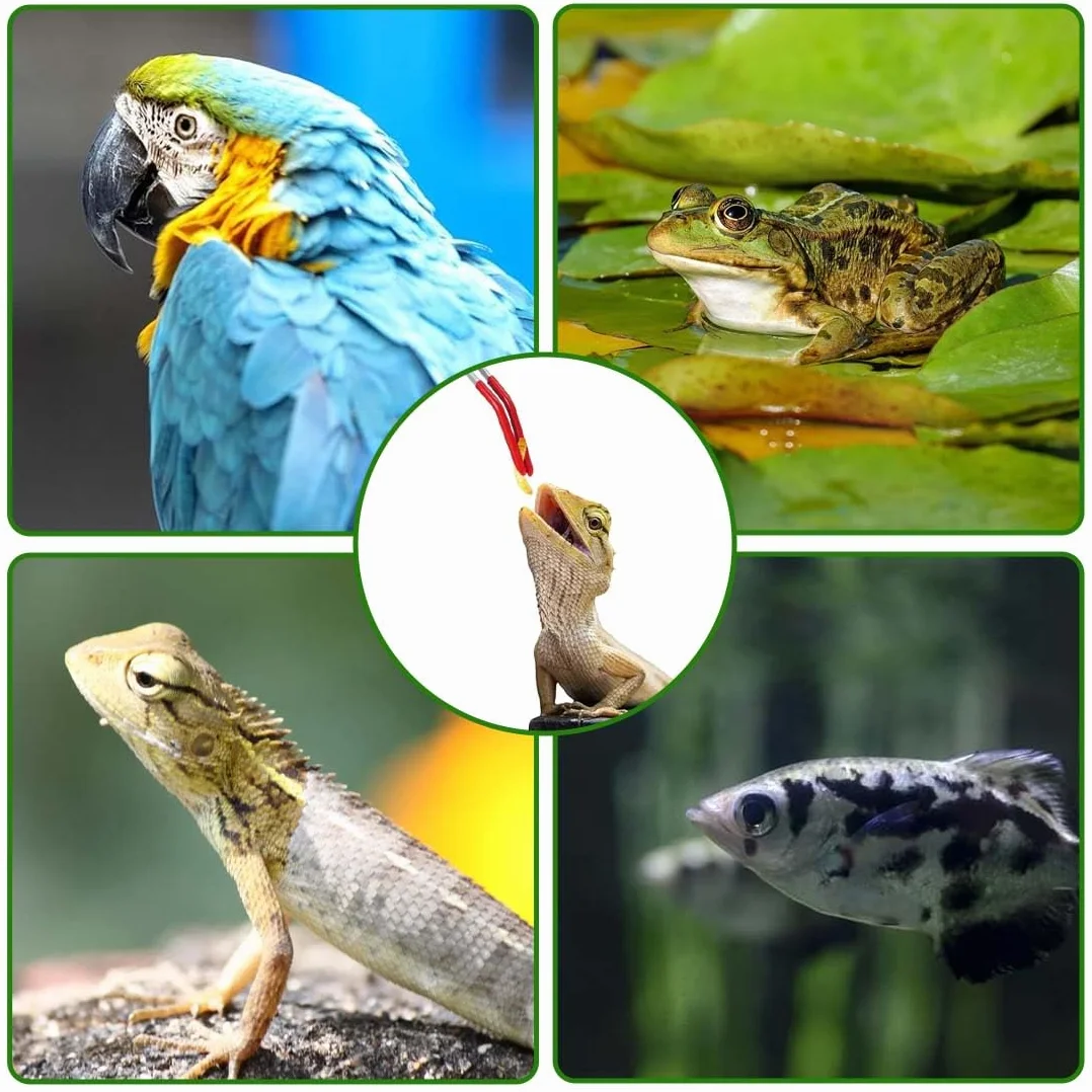 Pinces À Épiler En Acier Inoxydable 27 CM Incurvées Droites Pour Aquarium Terrarium