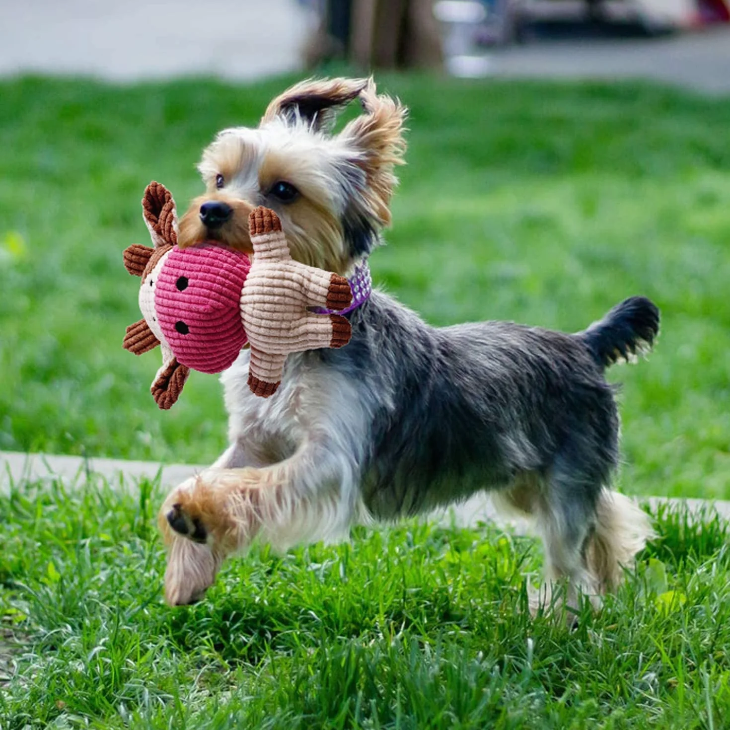 Toozey Jouet pour Chien 7 Jouets Durables Chiots Petits Chiens Peluche Non Toxique Coton Naturel