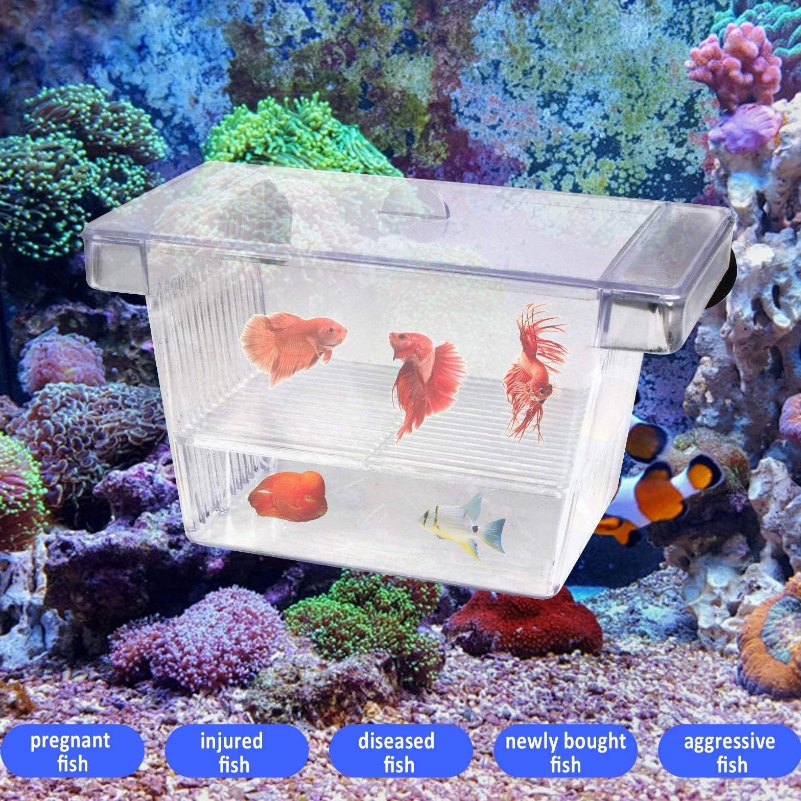 Pondoir Aquarium Plastique Bassin d'élevage Boîte d'Incubateur avec Ventouse