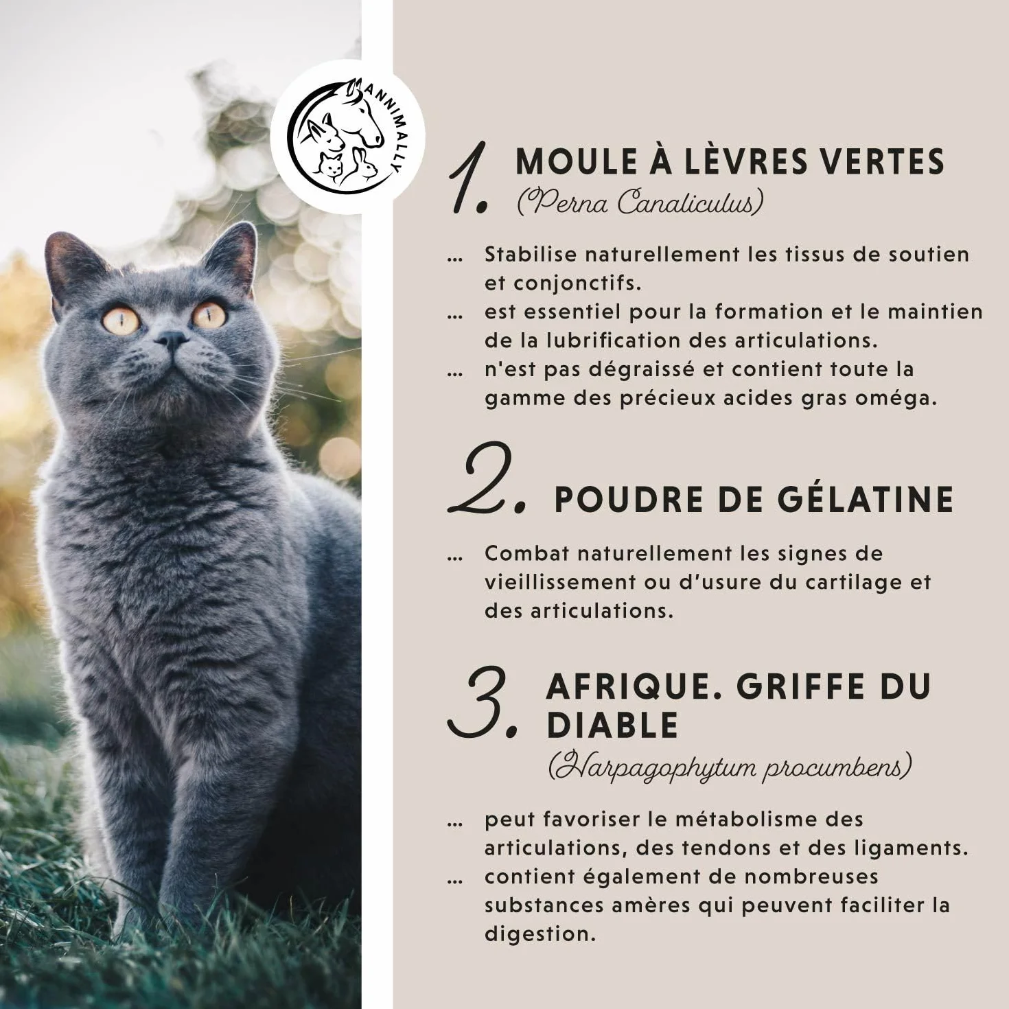 Annimally Poudre pour les Articulations pour Chats 120g – Complément Articulaire avec Moule Verte, MSM, Griffe du Diable, Taurine, Glucosamine