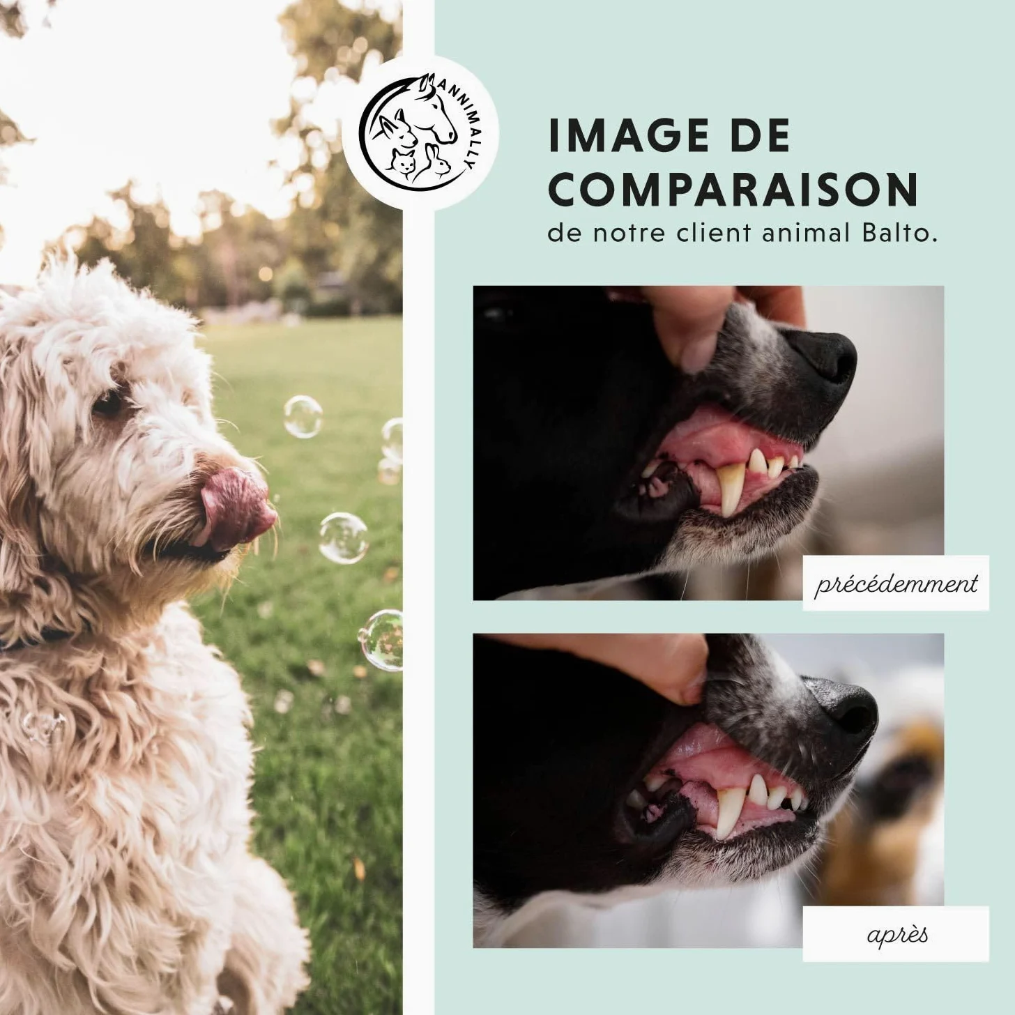 Poudre de soin dentaire pour chiens | Anti-tartre pour chiens - Nettoyage dentaire naturel et particulièrement efficace contre les dents jaunes, la mauvaise haleine et la plaque (350 g XL)