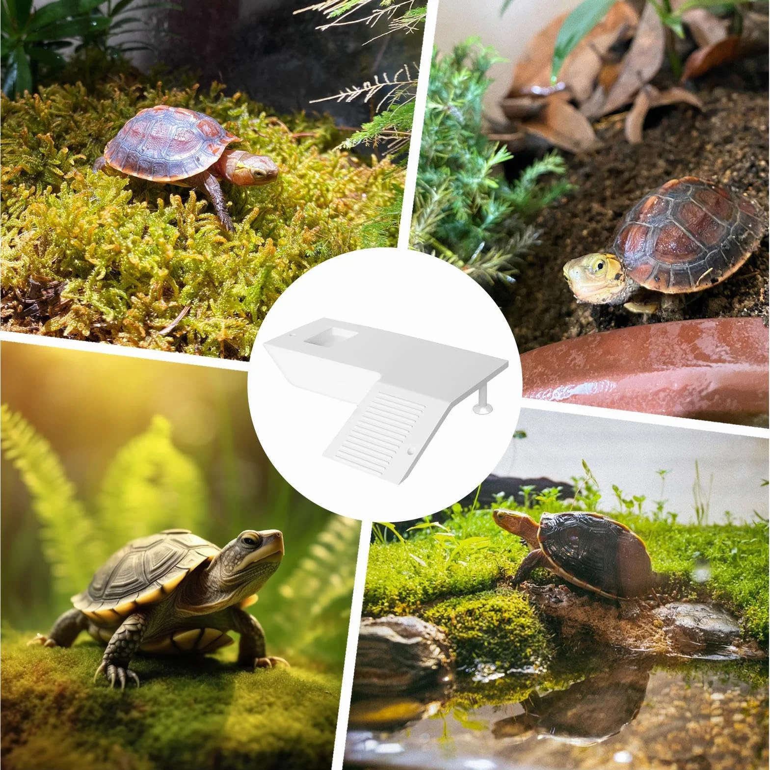 Terrasse pour Reptiles avec Scène d'Escalade Stable, Plateforme de Repos pour Tortues