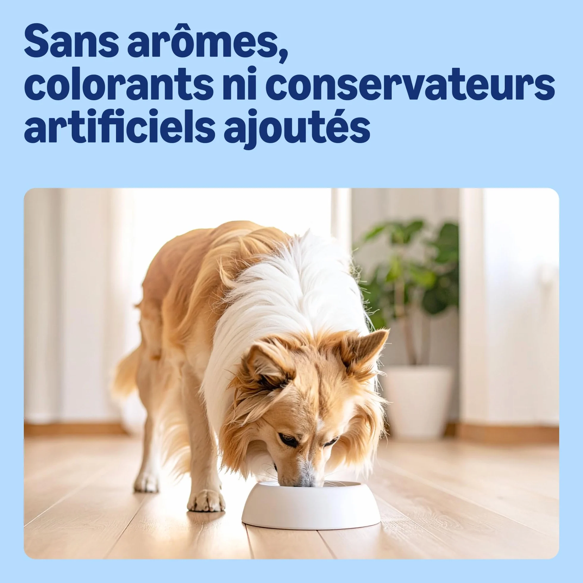 Amazon Croquettes complètes pour chien adulte Boeuf aux Petits Pois 20kg