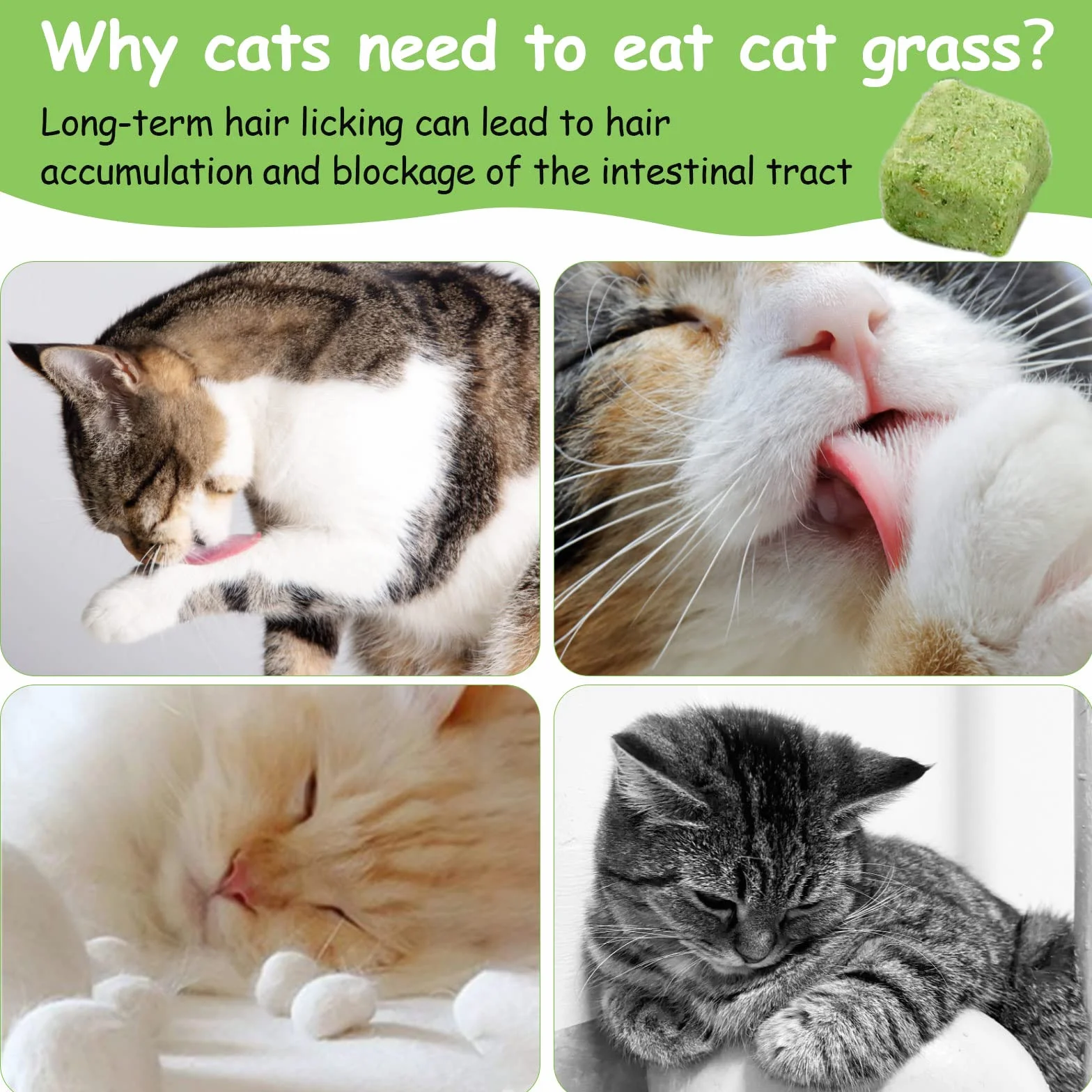 120g Collations pour Chats Herbe à Chat, Gâterie Lyophilisée pour Nettoyage des Dents