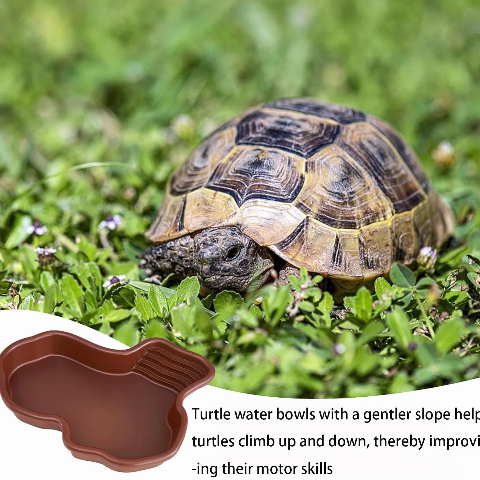 Bol de Bain pour Tortues Reptiles Grand Plat d'Eau Amphibiens